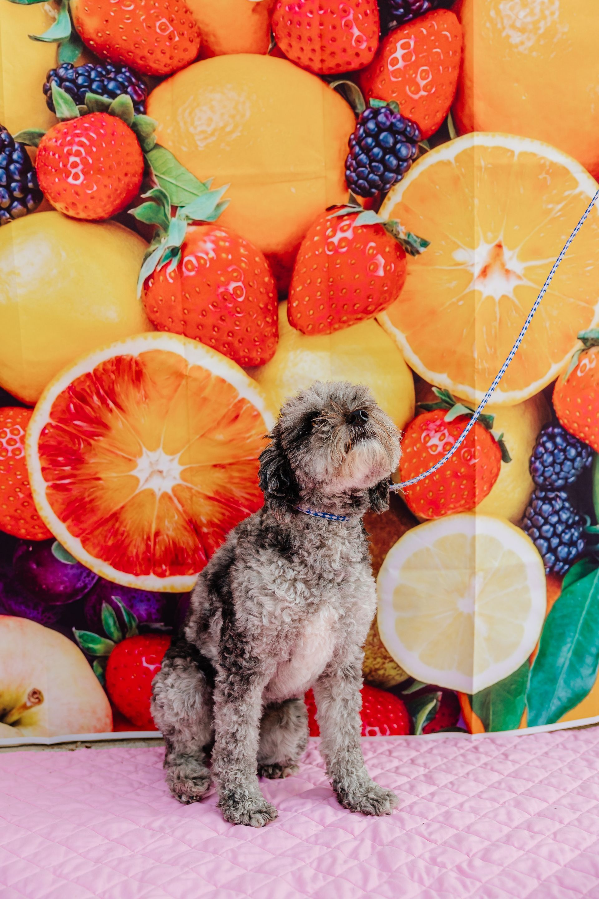 A small, gray poodle sits on a pink surface in front of a backdrop of colorful fruit. It wears a blue collar.