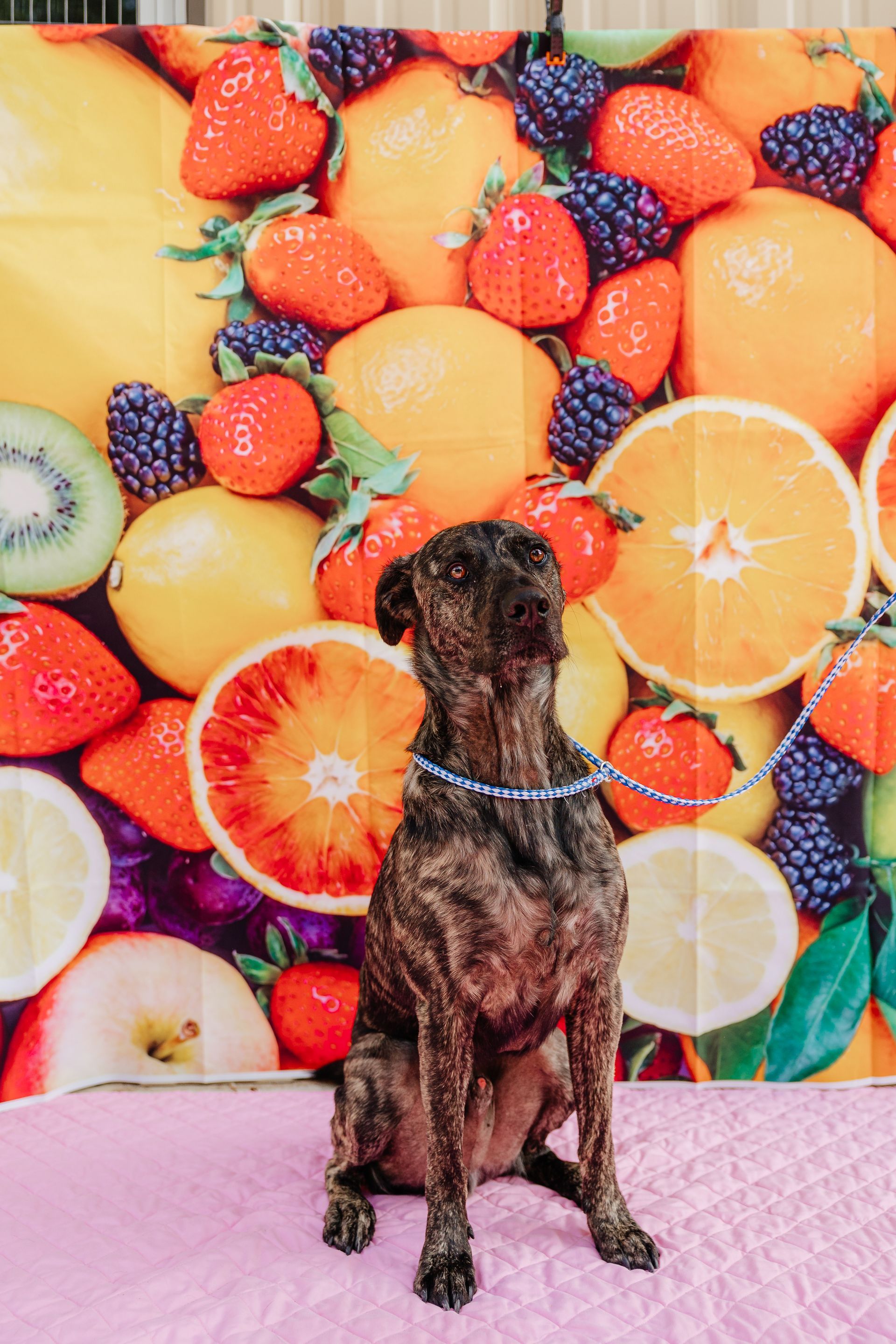 A brown brindle dog sits in front of a fruit-themed backdrop. The dog looks up, wearing a blue collar.