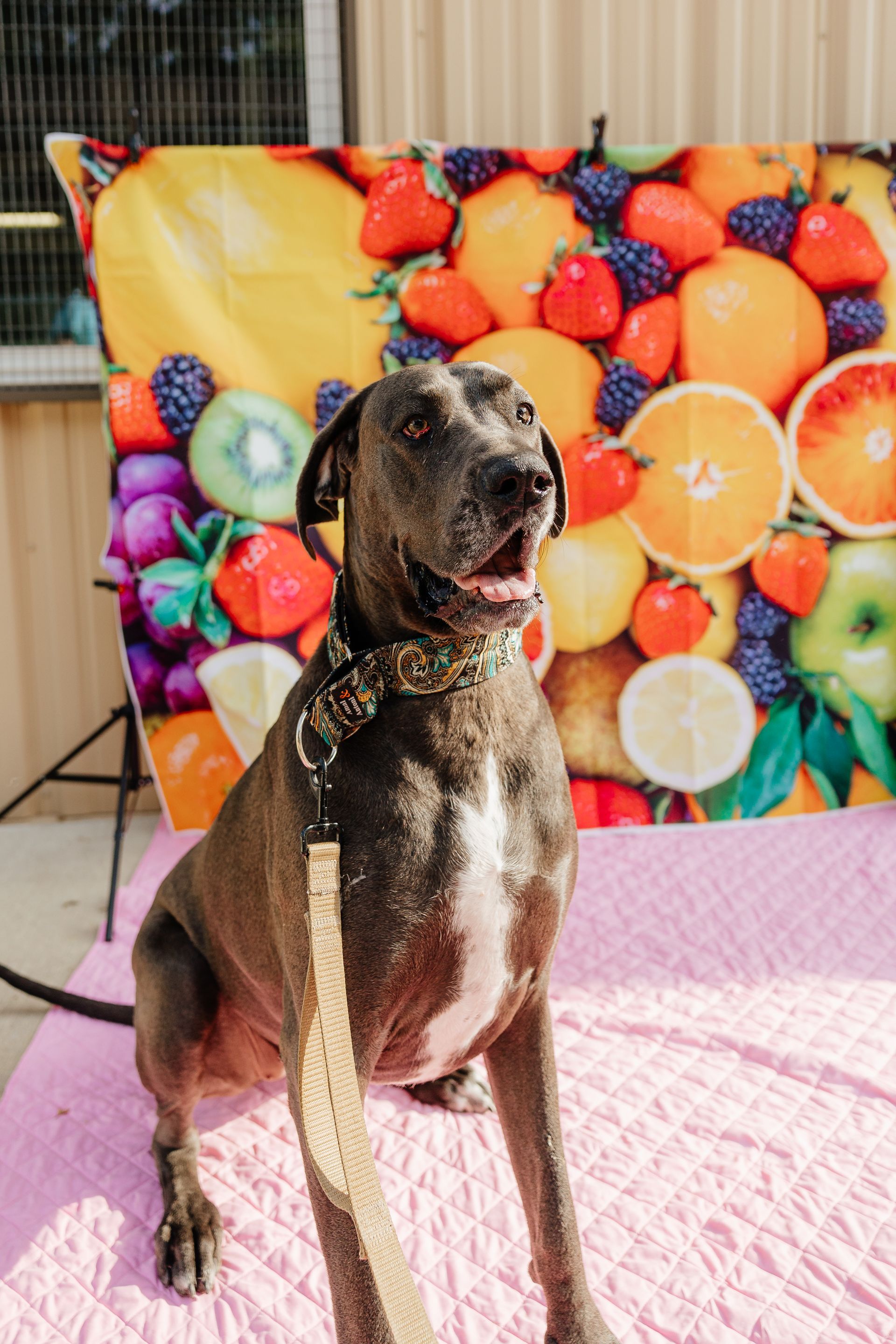 A gray dog with a white chest sits on a pink blanket in front of a backdrop of fruit. The dog has its mouth open.