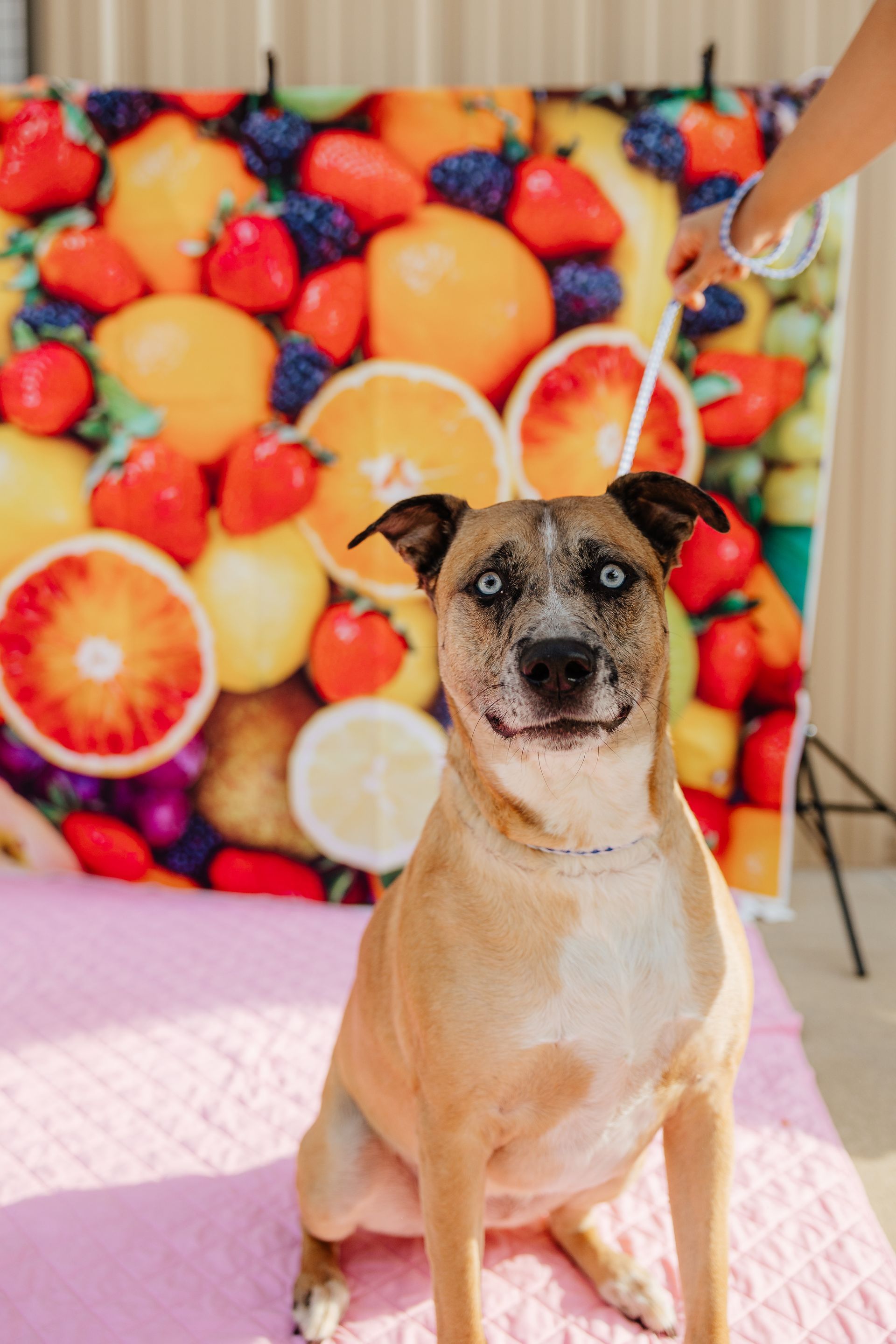 Dog with blue eyes and speckled face sits in front of a fruit-themed backdrop. The dog is on a pink surface.