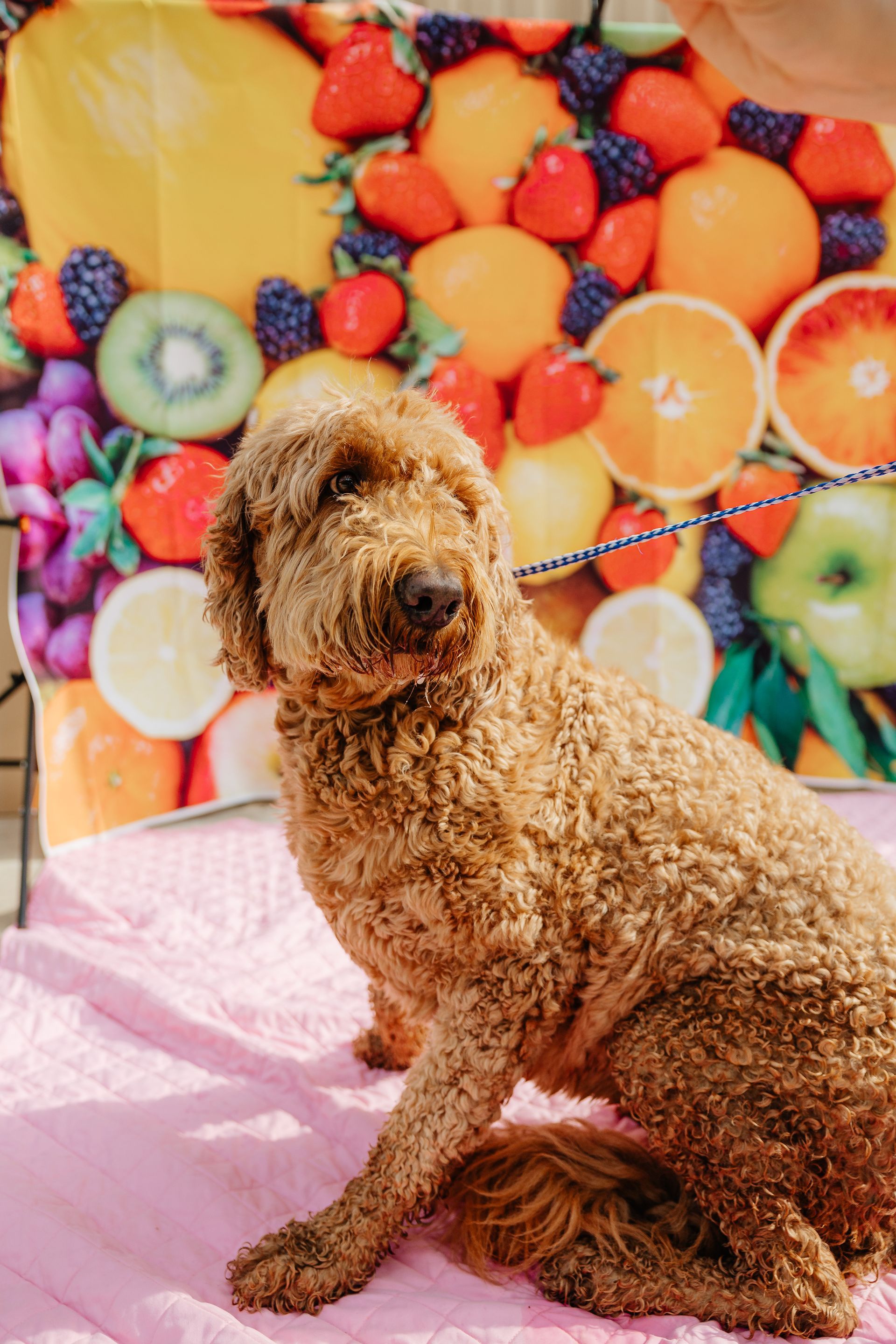 A golden doodle sits on a pink blanket in front of a backdrop of fruit. The dog looks alert.