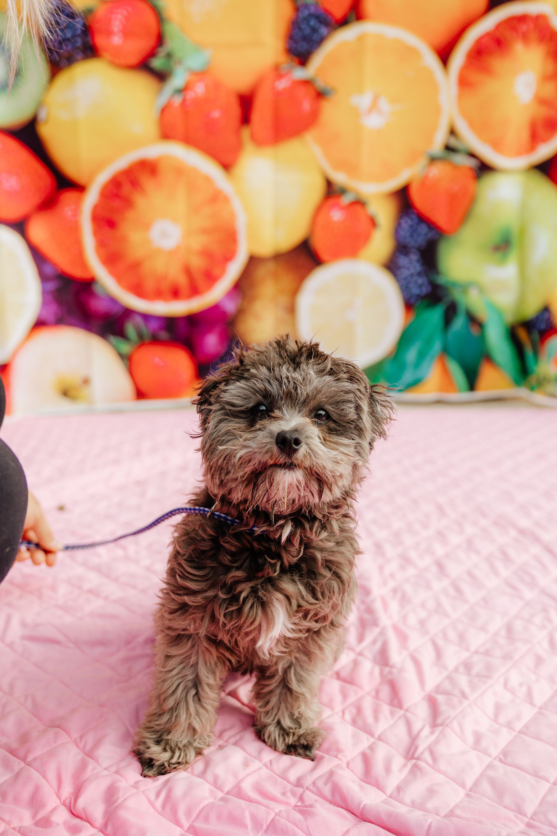 A small, gray dog with a pink tongue sits on a pink blanket in front of a colorful fruit background, held on a leash.