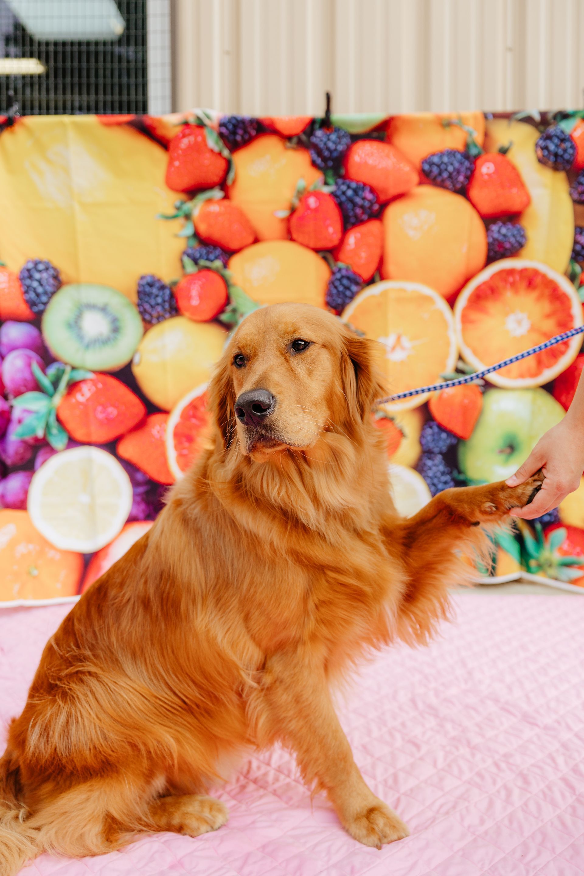 Golden Retriever dog gives a paw to a person in front of a colorful fruit backdrop. The dog has a gentle expression.