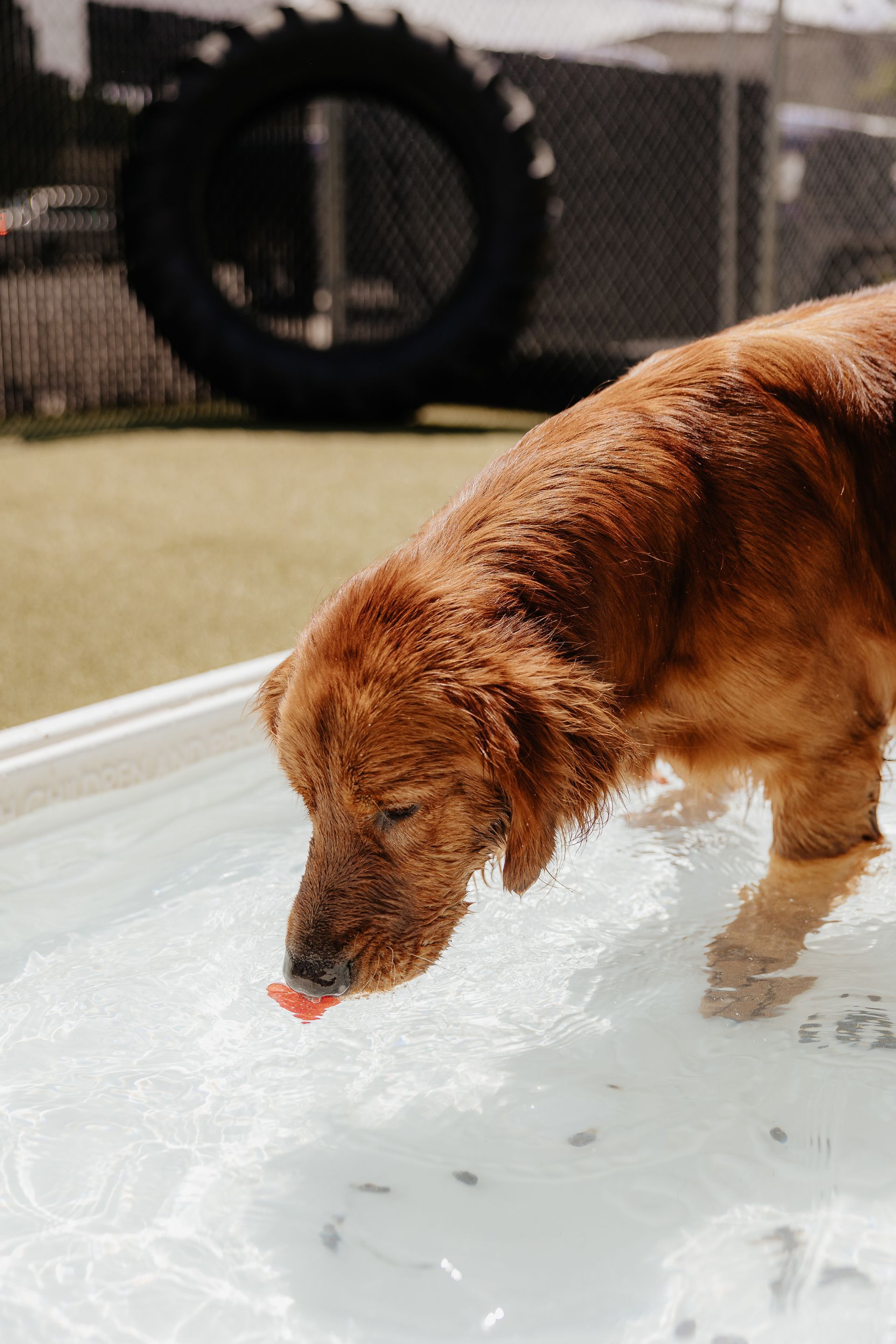 Golden retriever drinking water from a small pool outdoors; with a black tire in the background.