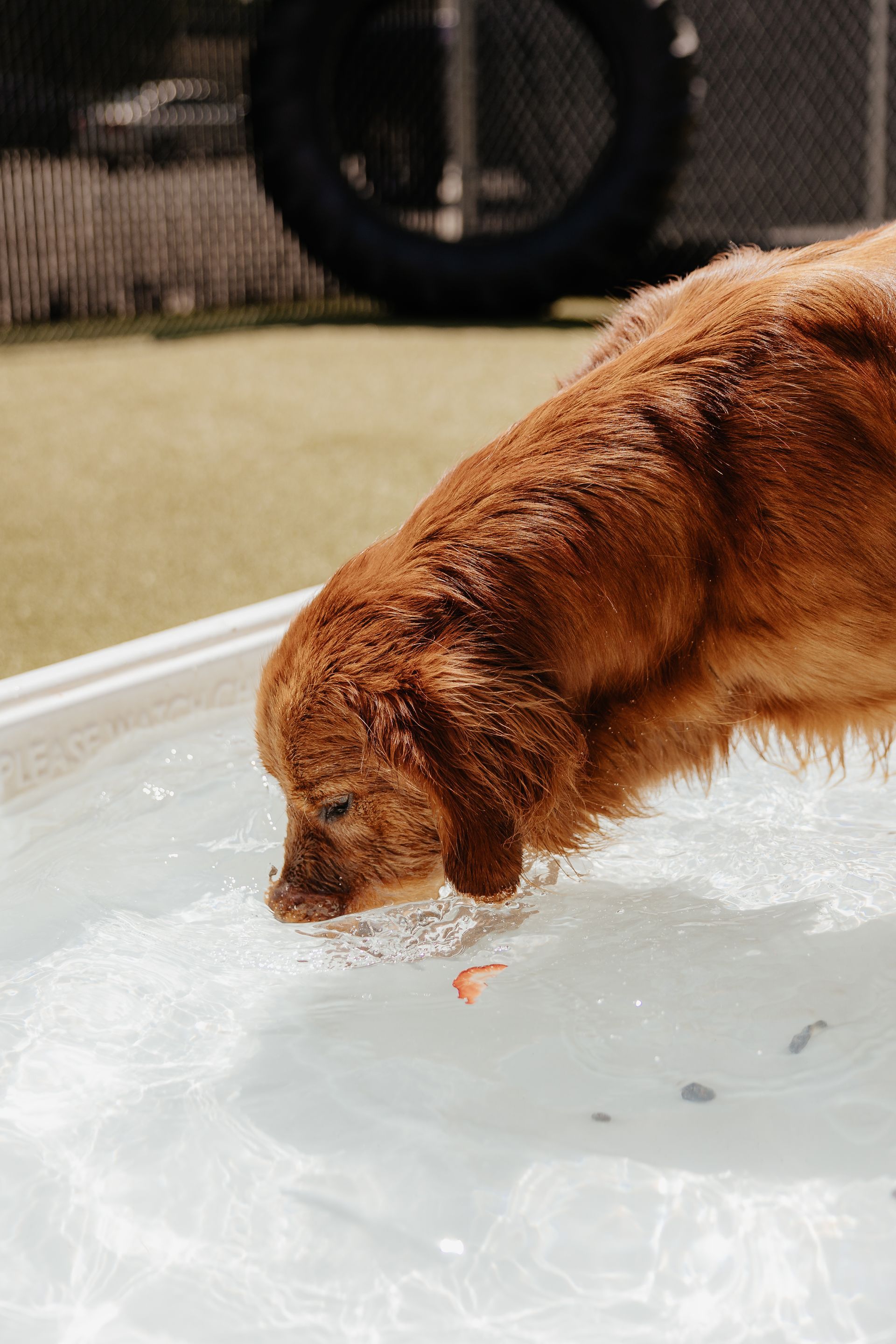 Golden retriever drinking water from a small, white pool outdoors.