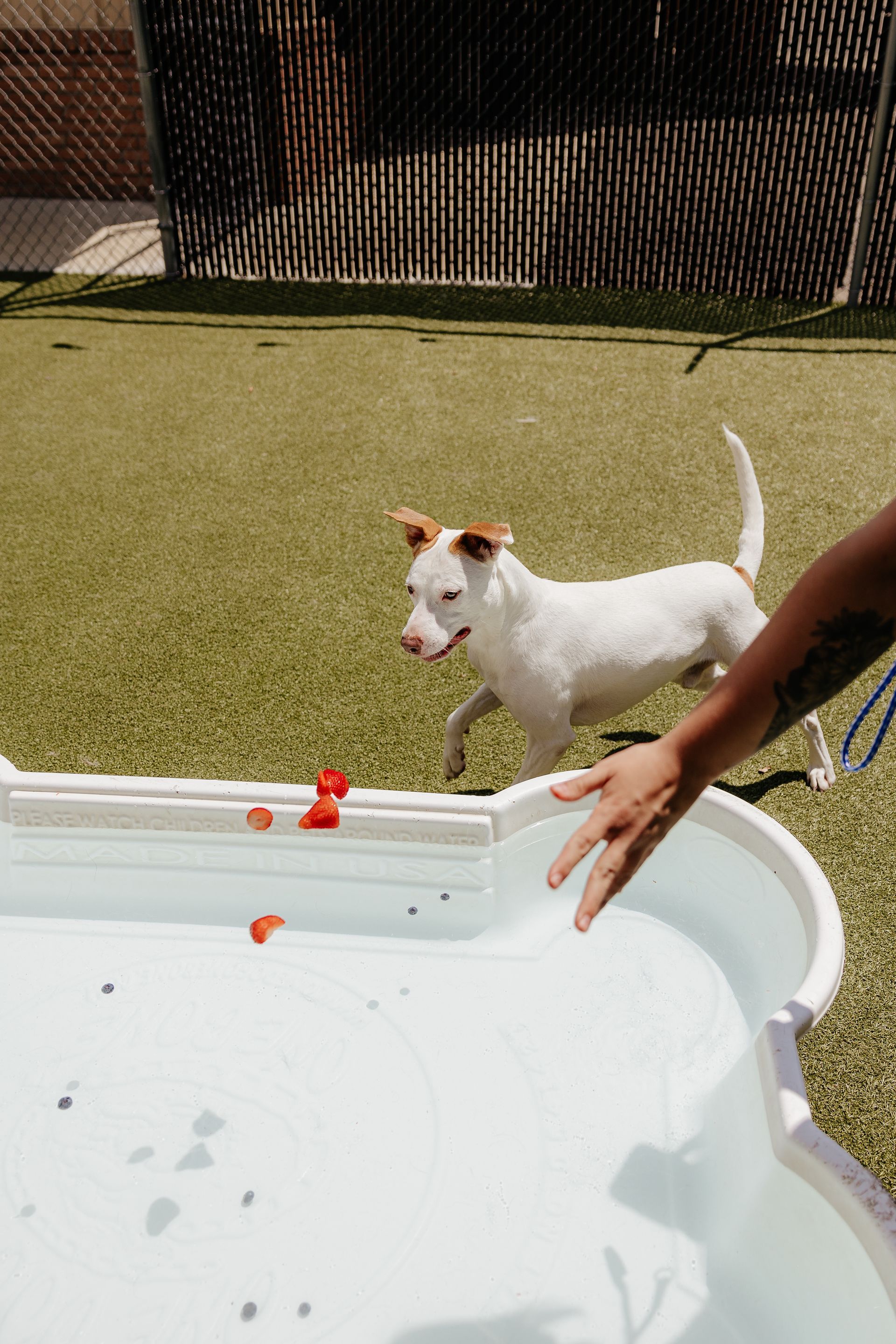 White dog with blue eyes running toward a small pool, person's hand reaching out. Green turf background.