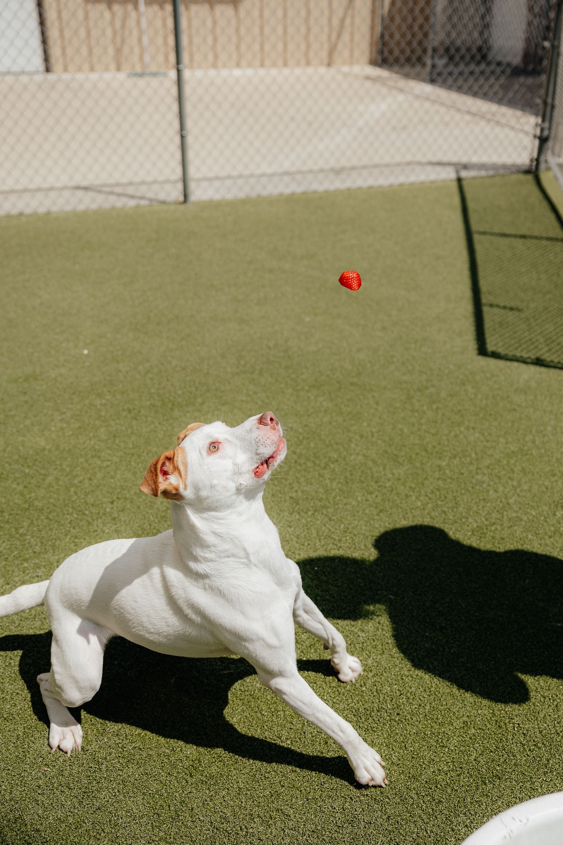 White dog jumping to catch a small red ball on a green turf field. Bright sunny day with a fenced enclosure in the background.