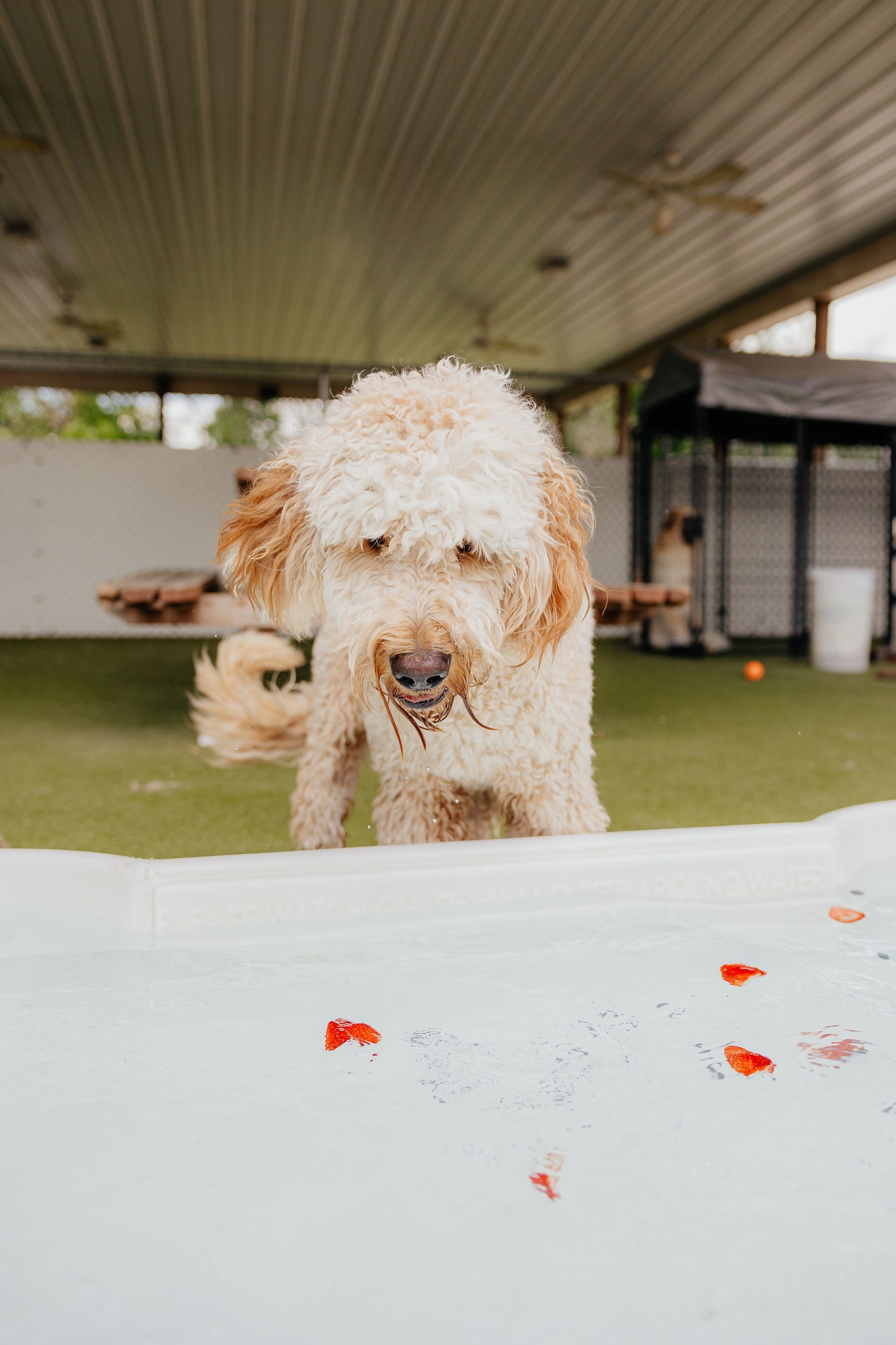 Fluffy cream-colored dog looking over a white surface with scattered red objects outdoors under a covered structure.