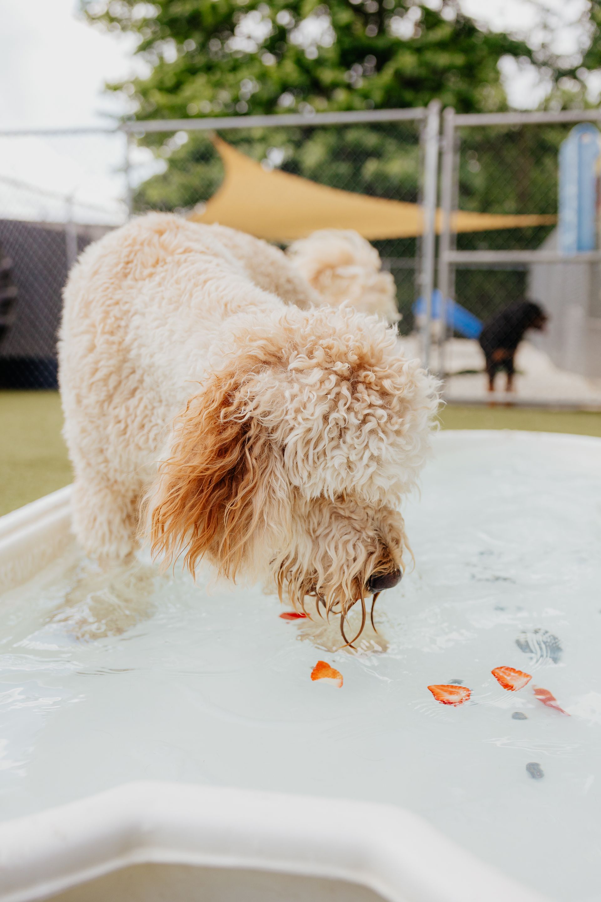 A fluffy golden doodle dog is drinking from a shallow pool with rose petals in it, outdoors in a dog park.