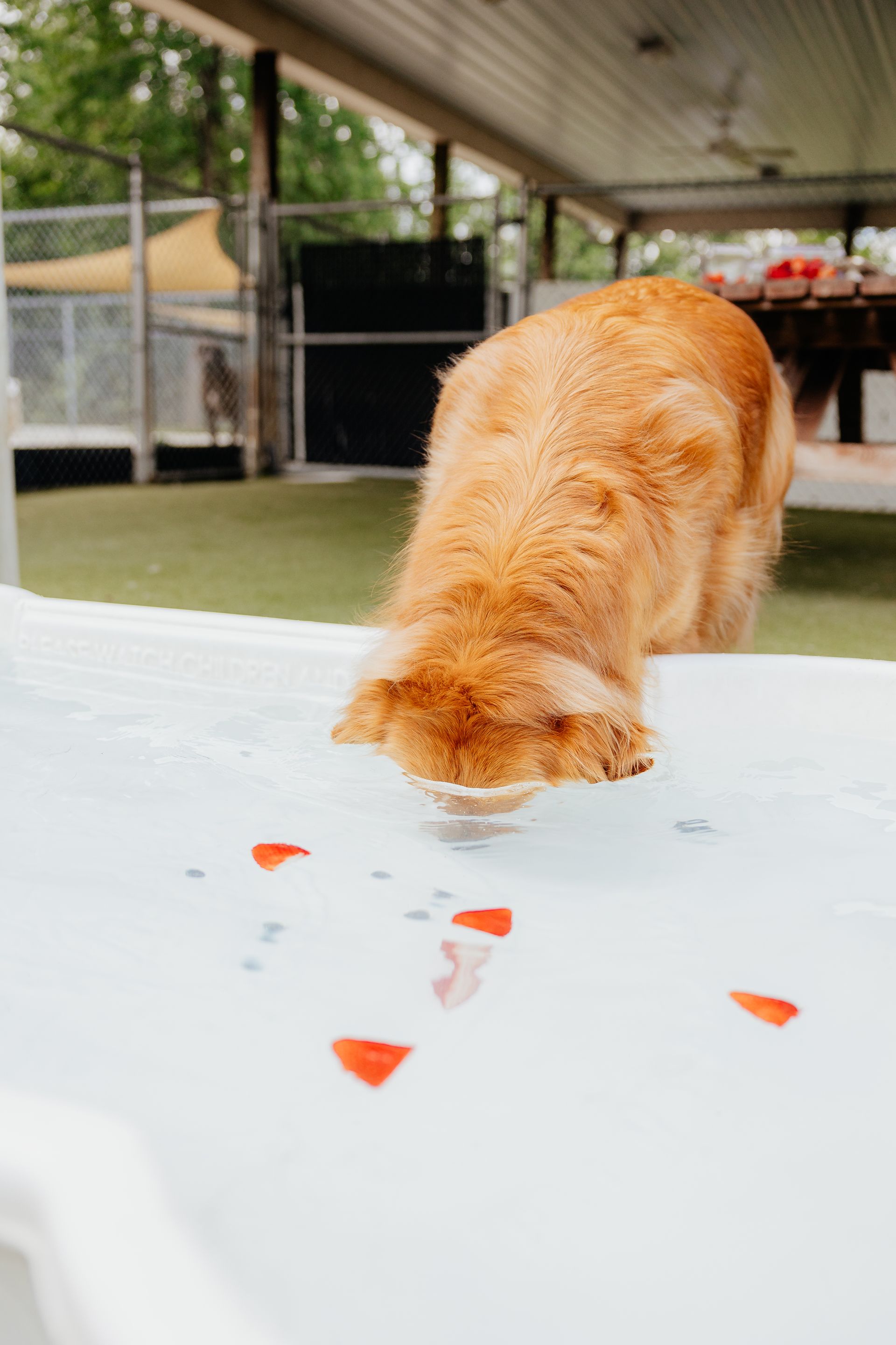 Golden retriever drinking from a white pool with red rose petals. Outdoors, under a covered area.