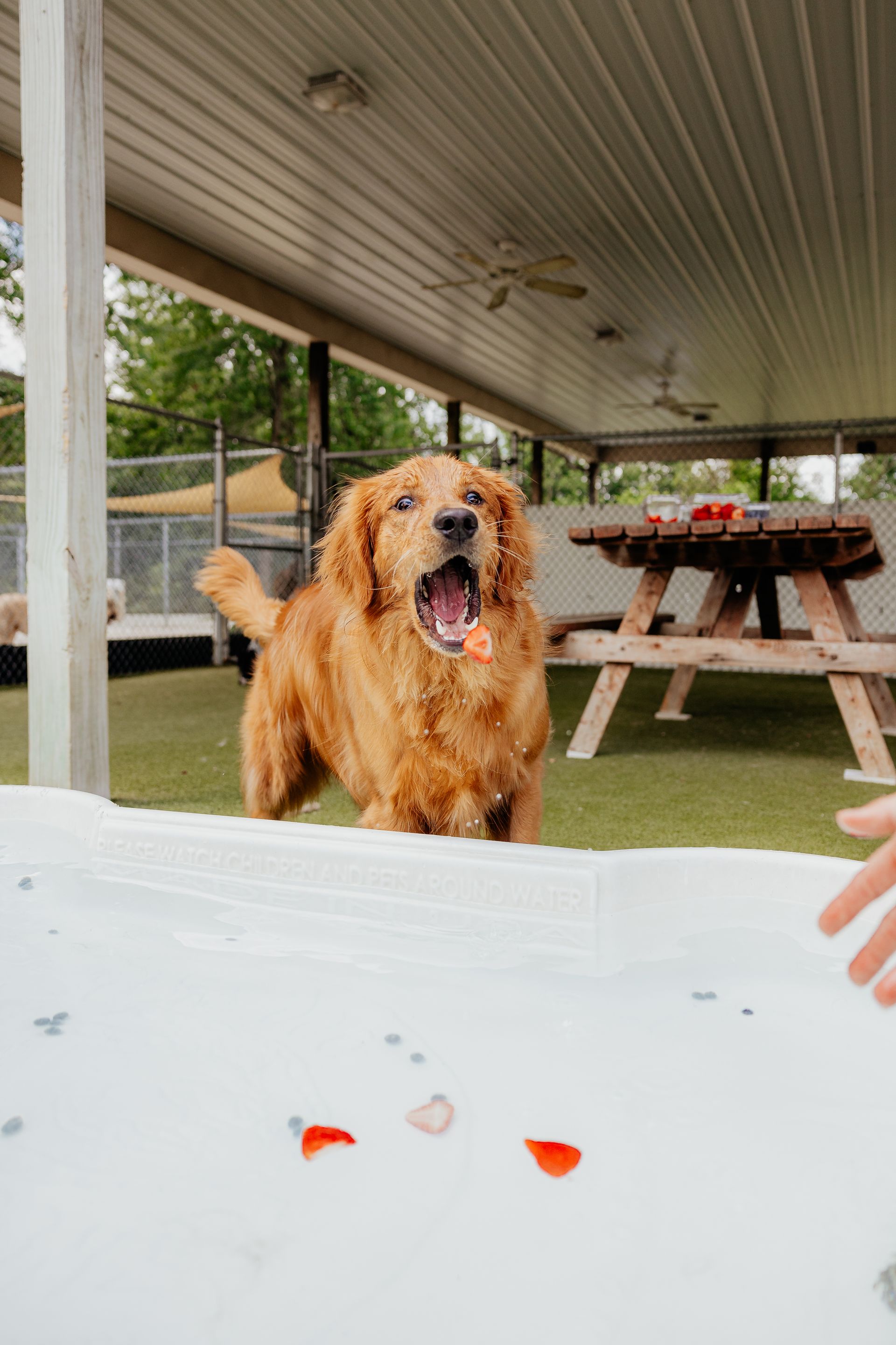 Golden retriever with mouth open, catching food over a white surface, outdoors under a canopy.