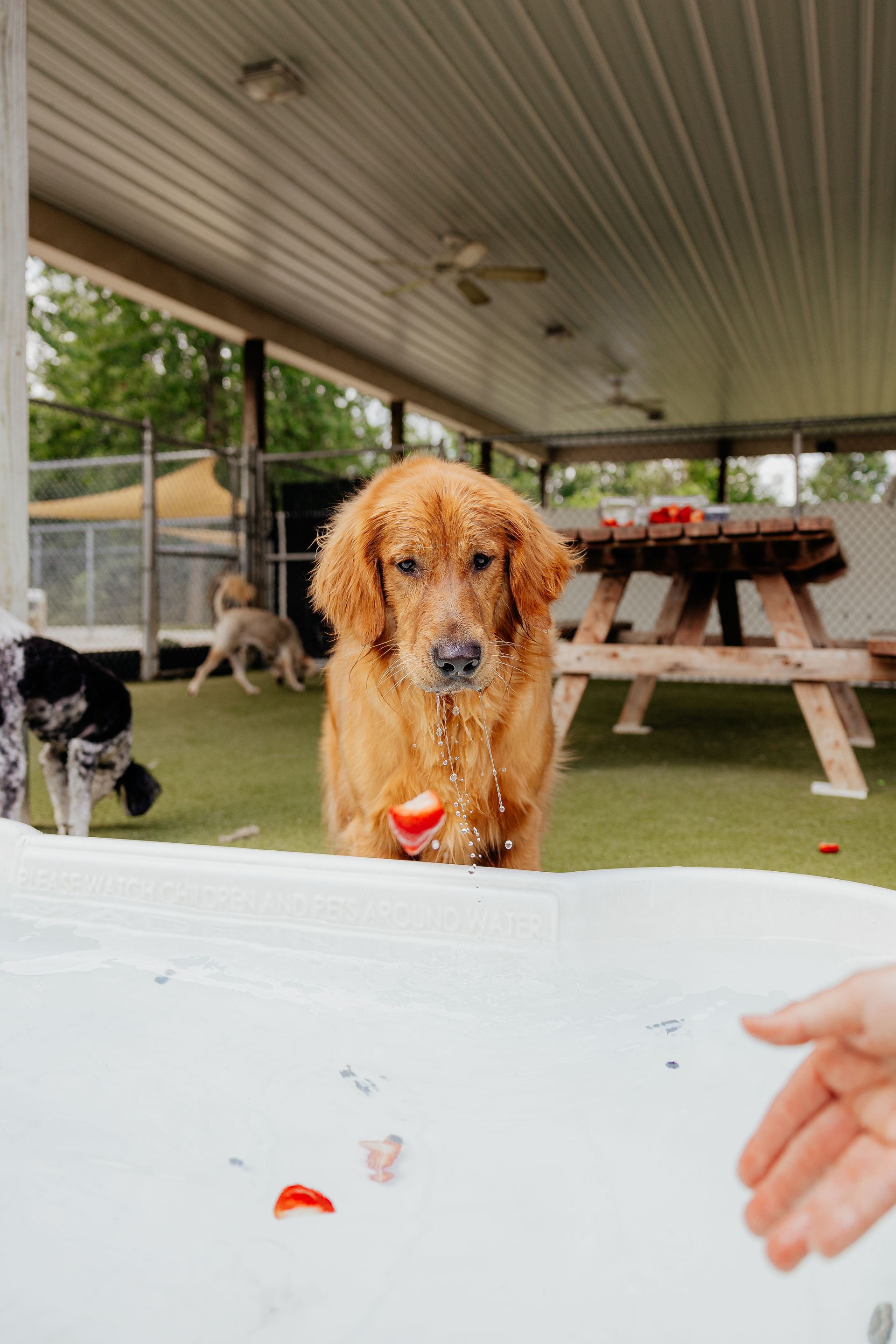 Golden retriever at a table, strawberry in front of its nose, getting sprinkled with confetti. Outdoors, picnic tables in background.