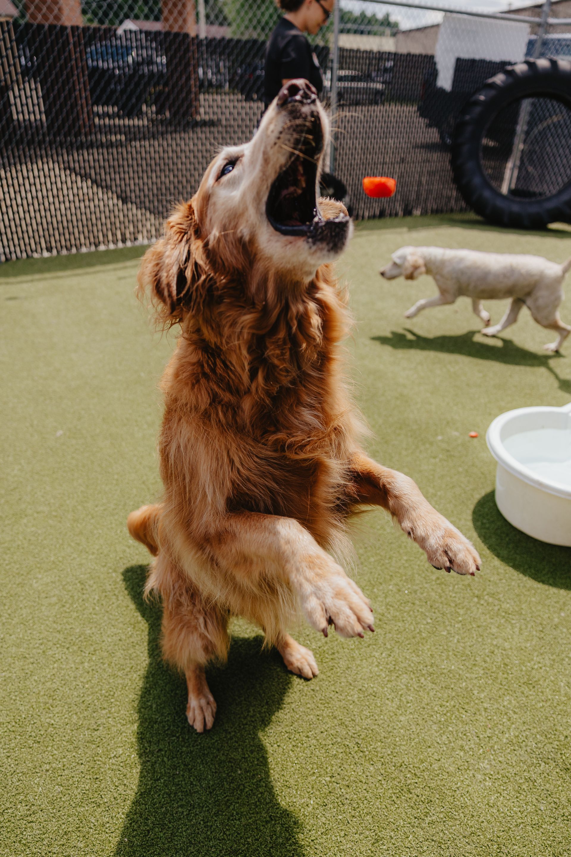 Golden retriever leaping to catch a toy in an outdoor play area, mouth open, with a white dog in the background.