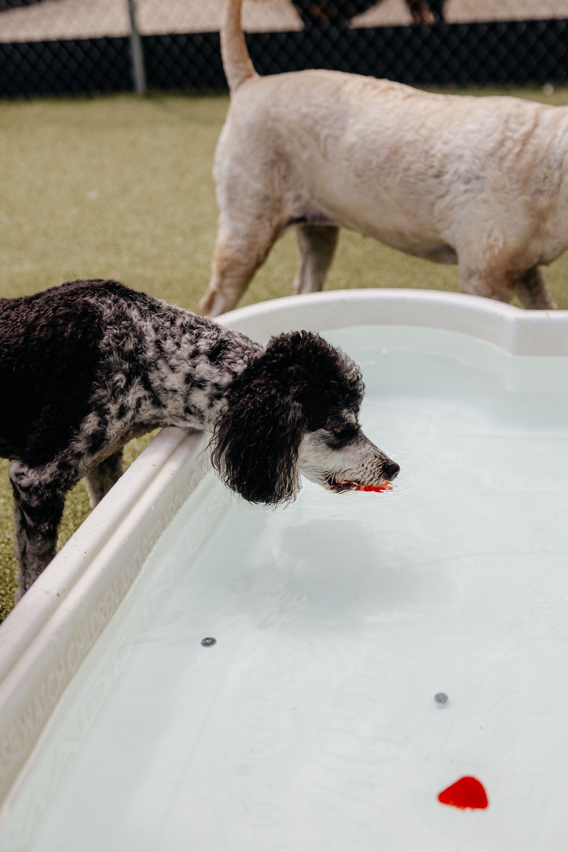 A black and white poodle leans over a small, white pool, with a light-colored dog behind it in a grassy outdoor setting.