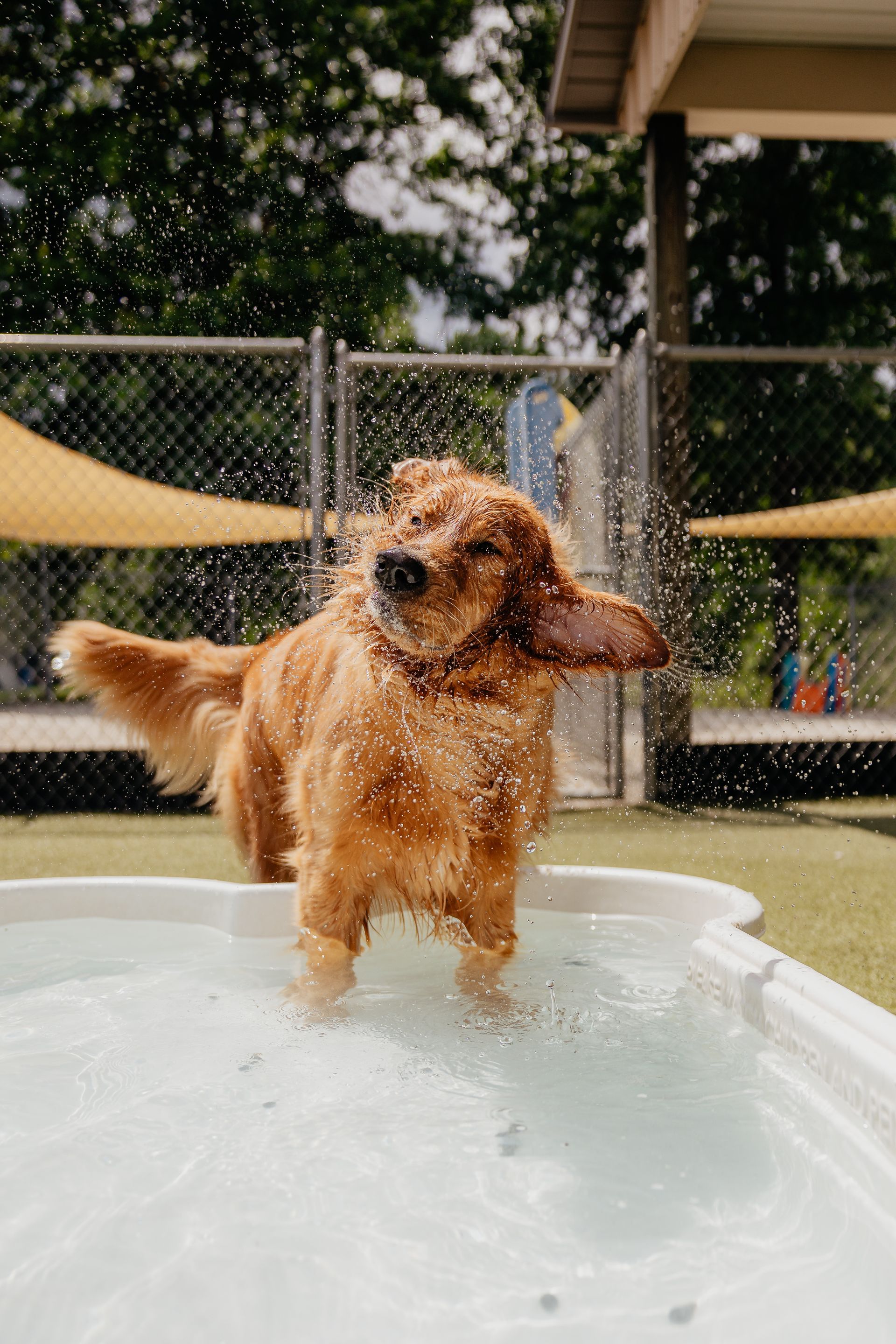 Golden retriever shaking off water in a small pool at an outdoor dog park. Its fur is wet, and water droplets are visible.
