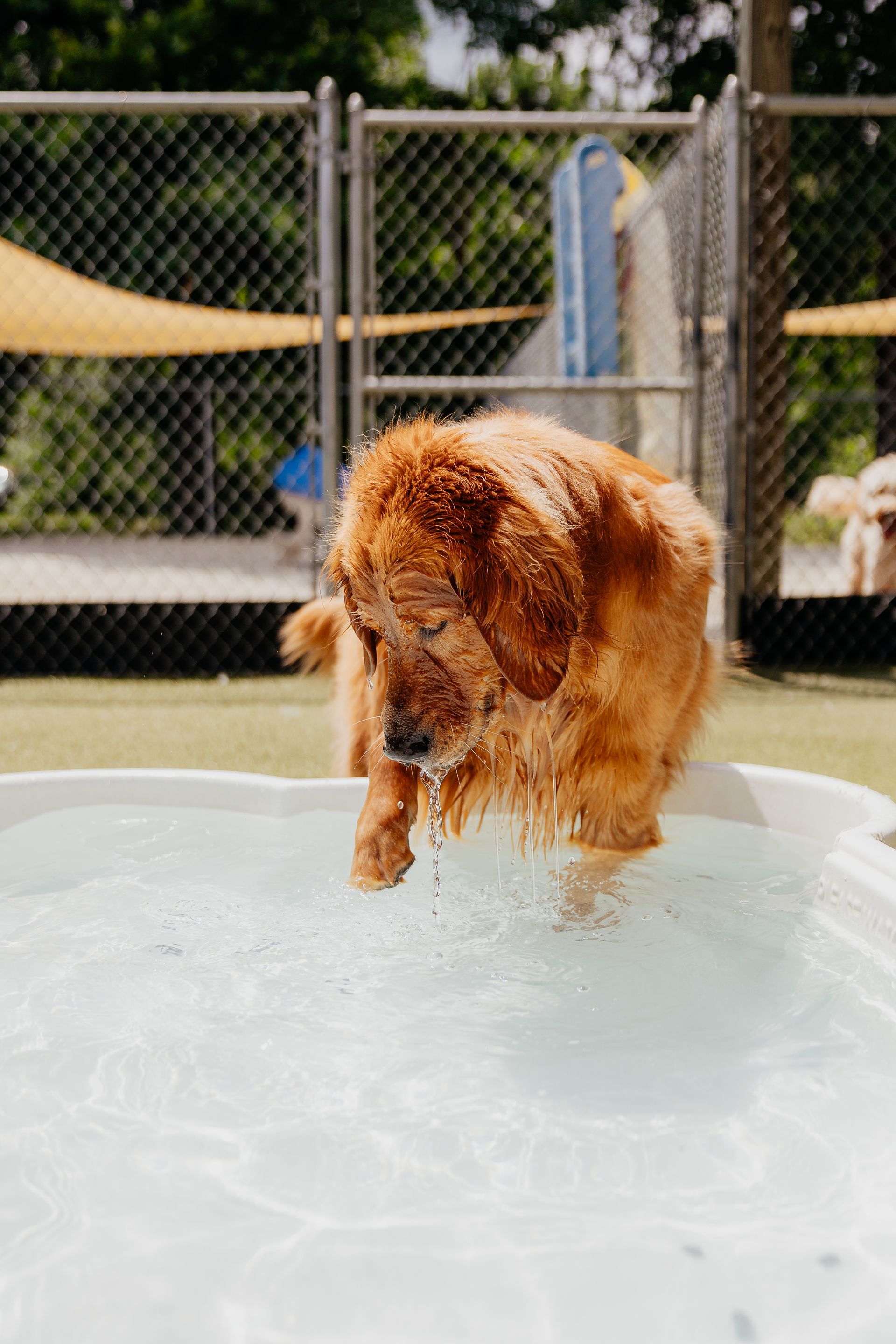 Golden doodle shaking off water in a small pool at a dog park.