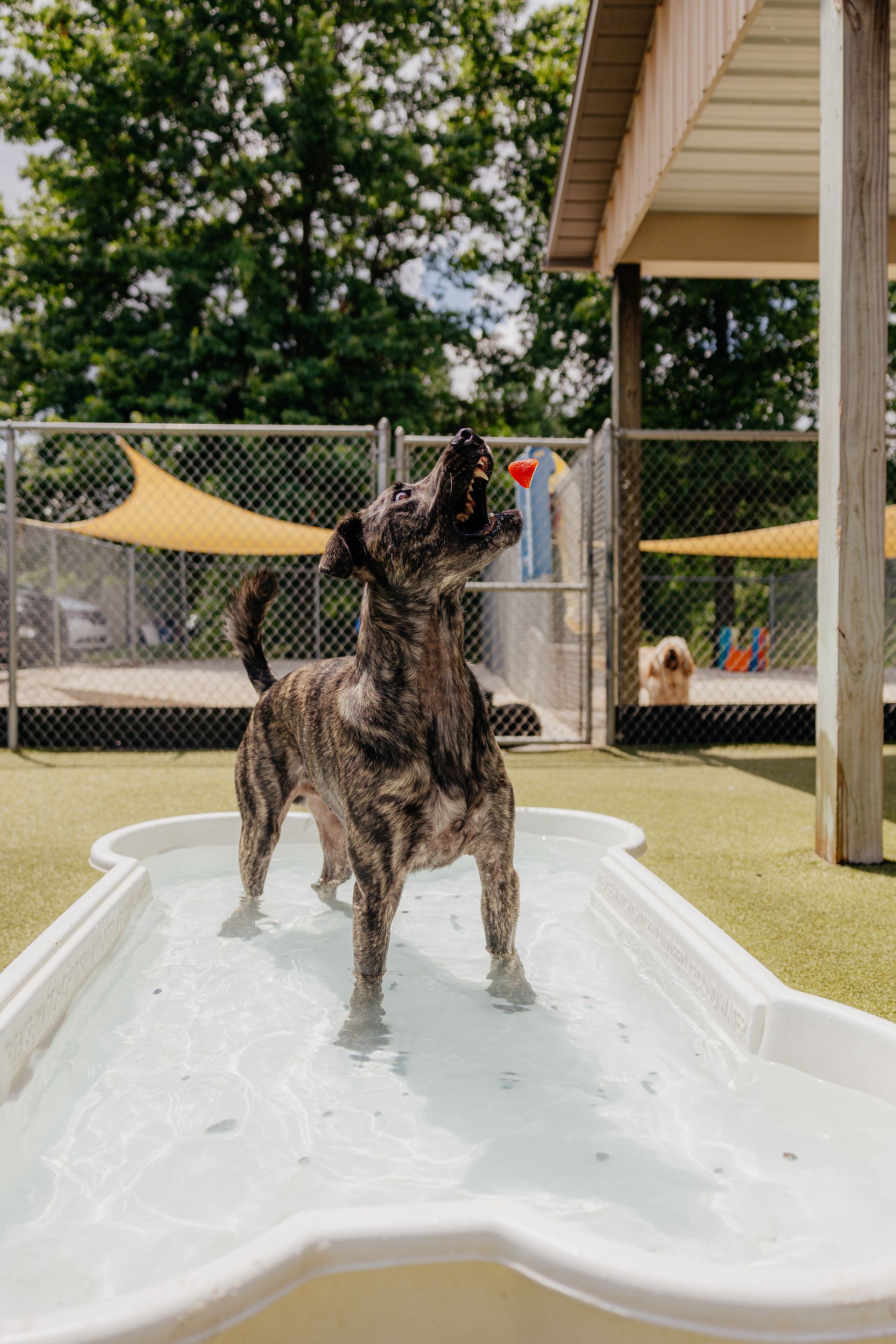 Brindle dog standing in a bone-shaped wading pool, jumping for a ball outside.