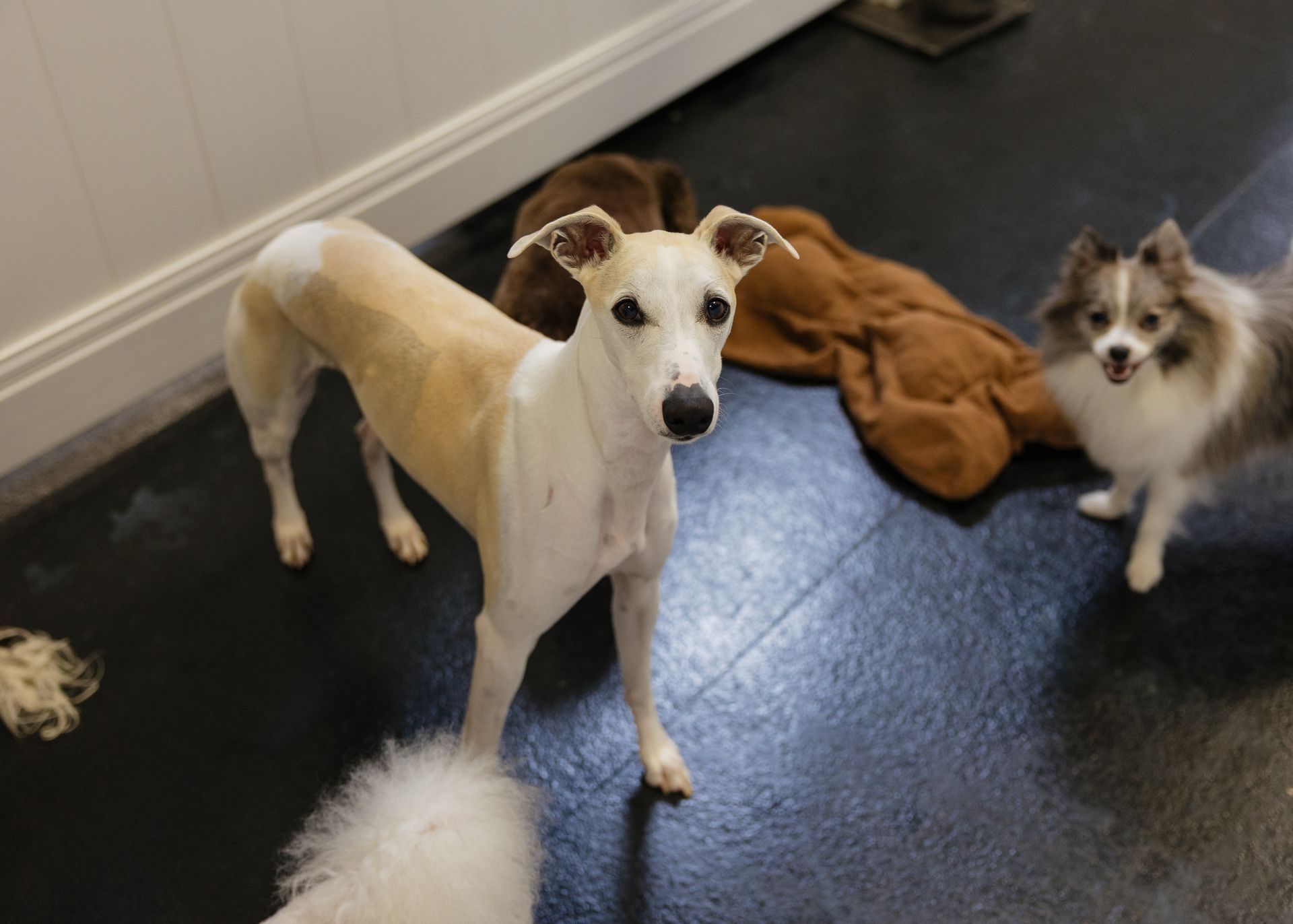 A Whippet with a shaved back stands, facing the camera. Other dogs and a brown blanket are in the background.