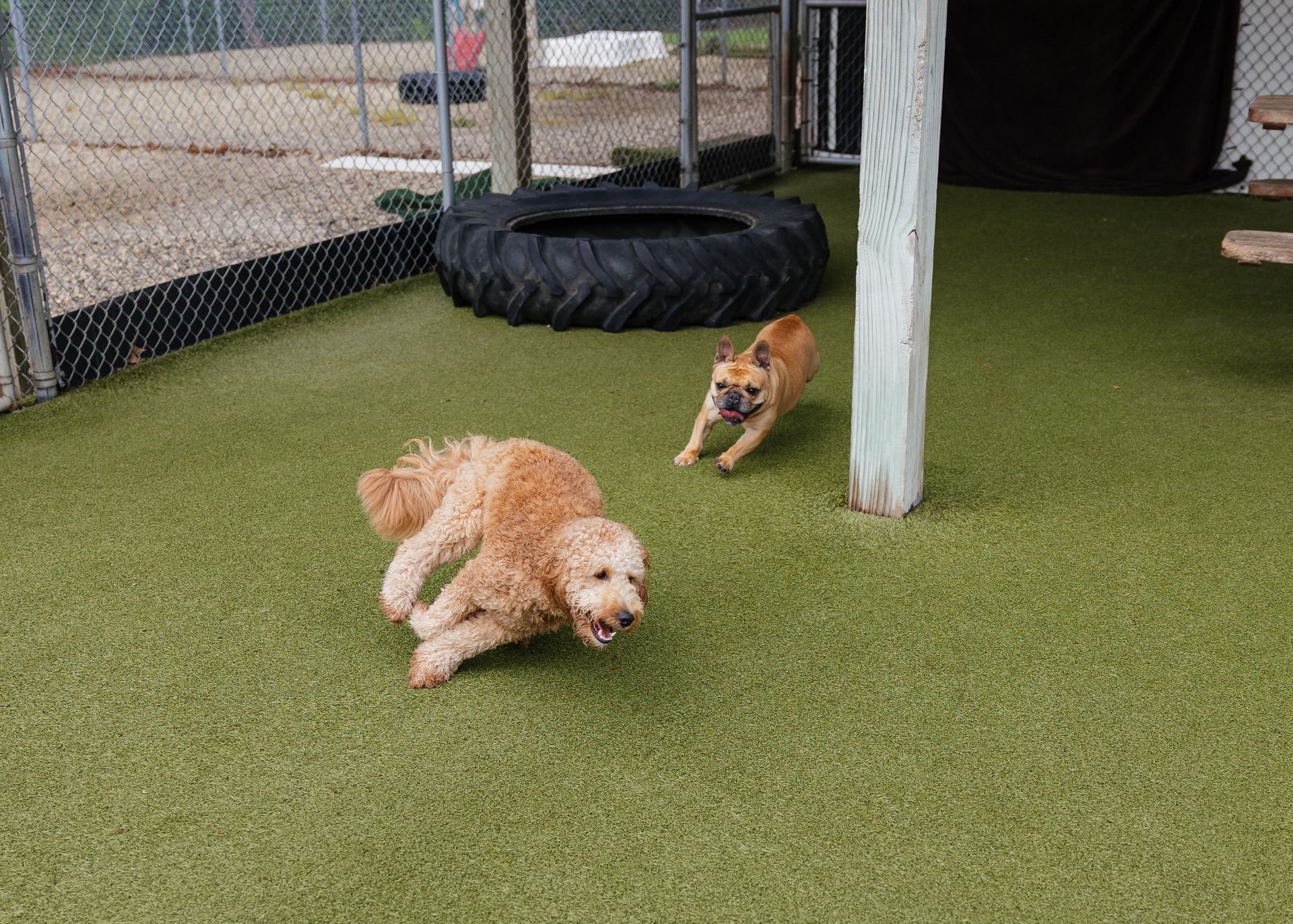 Two dogs, a golden doodle and a French bulldog, joyfully running on artificial turf in a fenced area.
