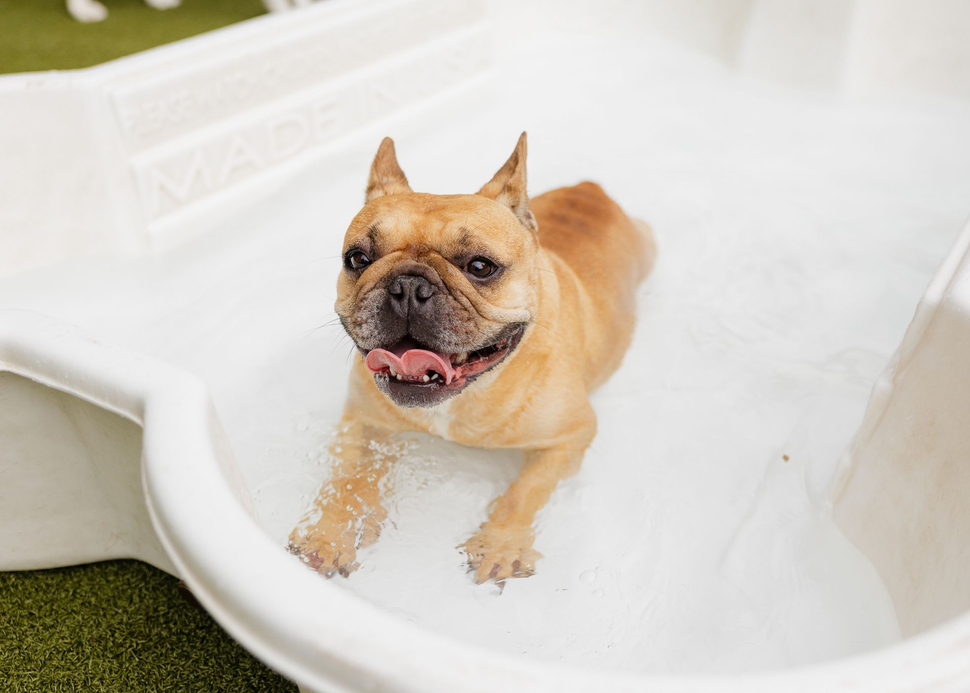 French bulldog with a happy expression in a shallow white pool.