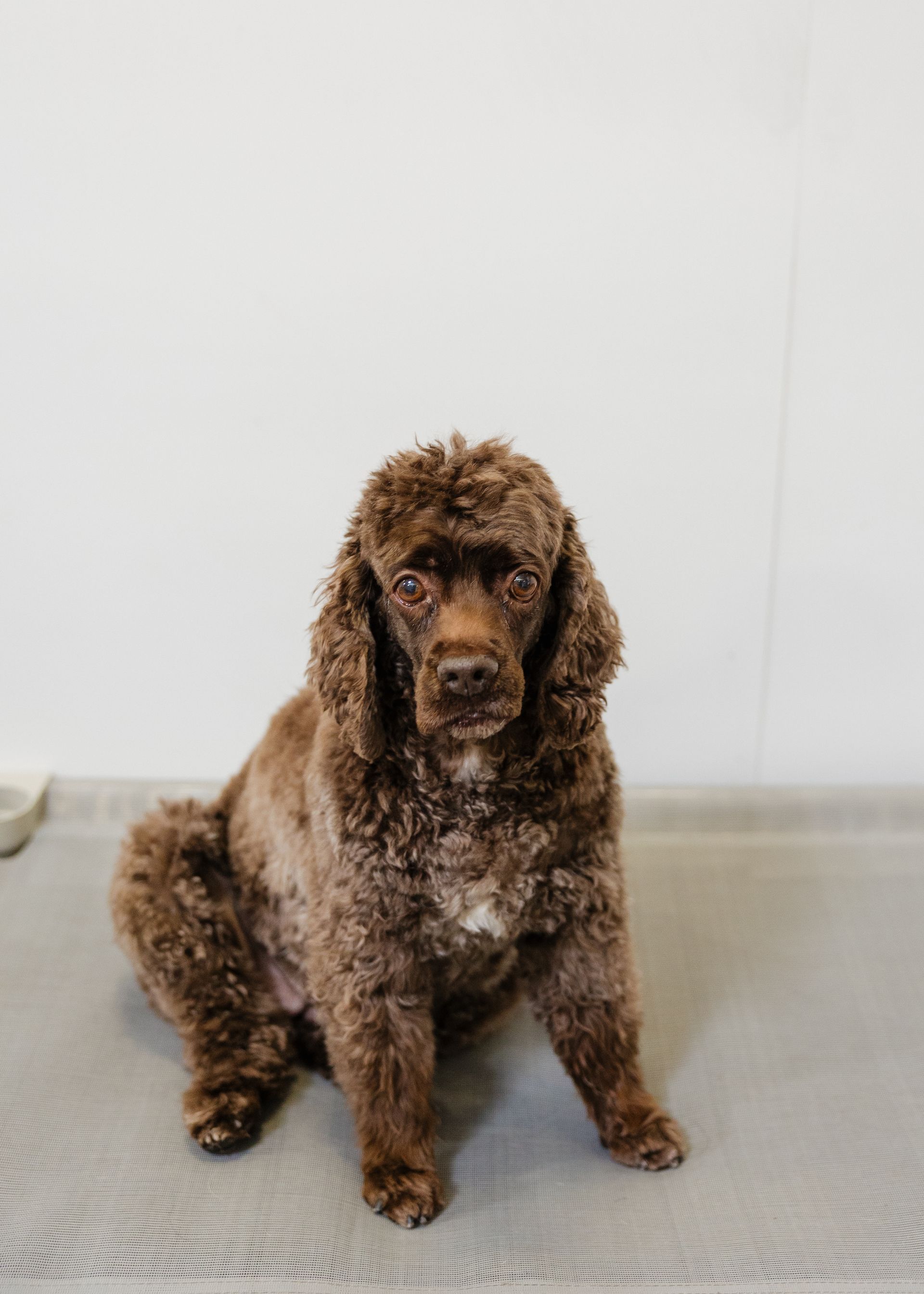 Brown poodle sitting on a gray mat against a white wall, looking directly at the camera.