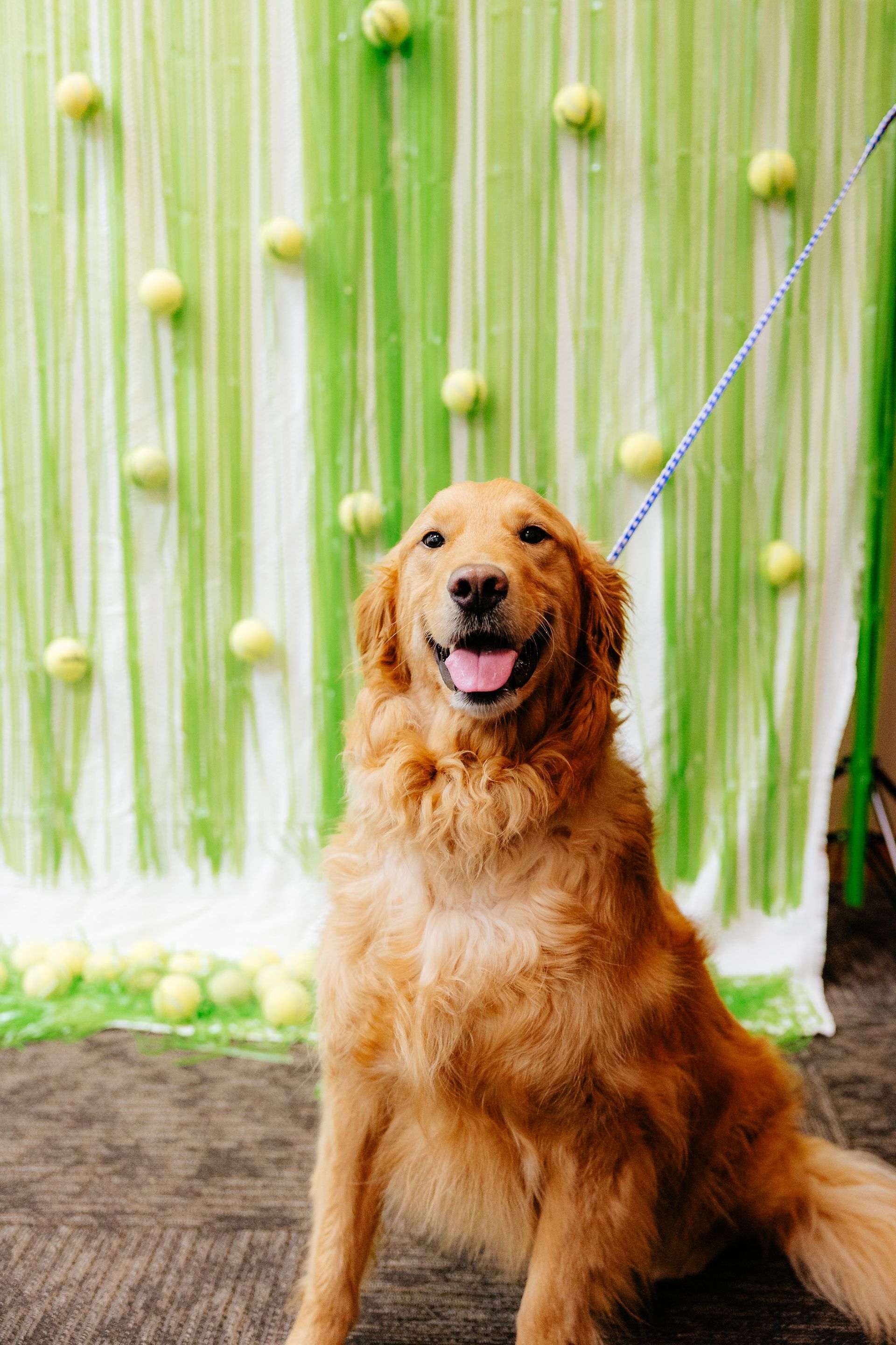 Golden Retriever sits smiling in front of a green and white backdrop decorated with tennis balls. The dog is on a leash.