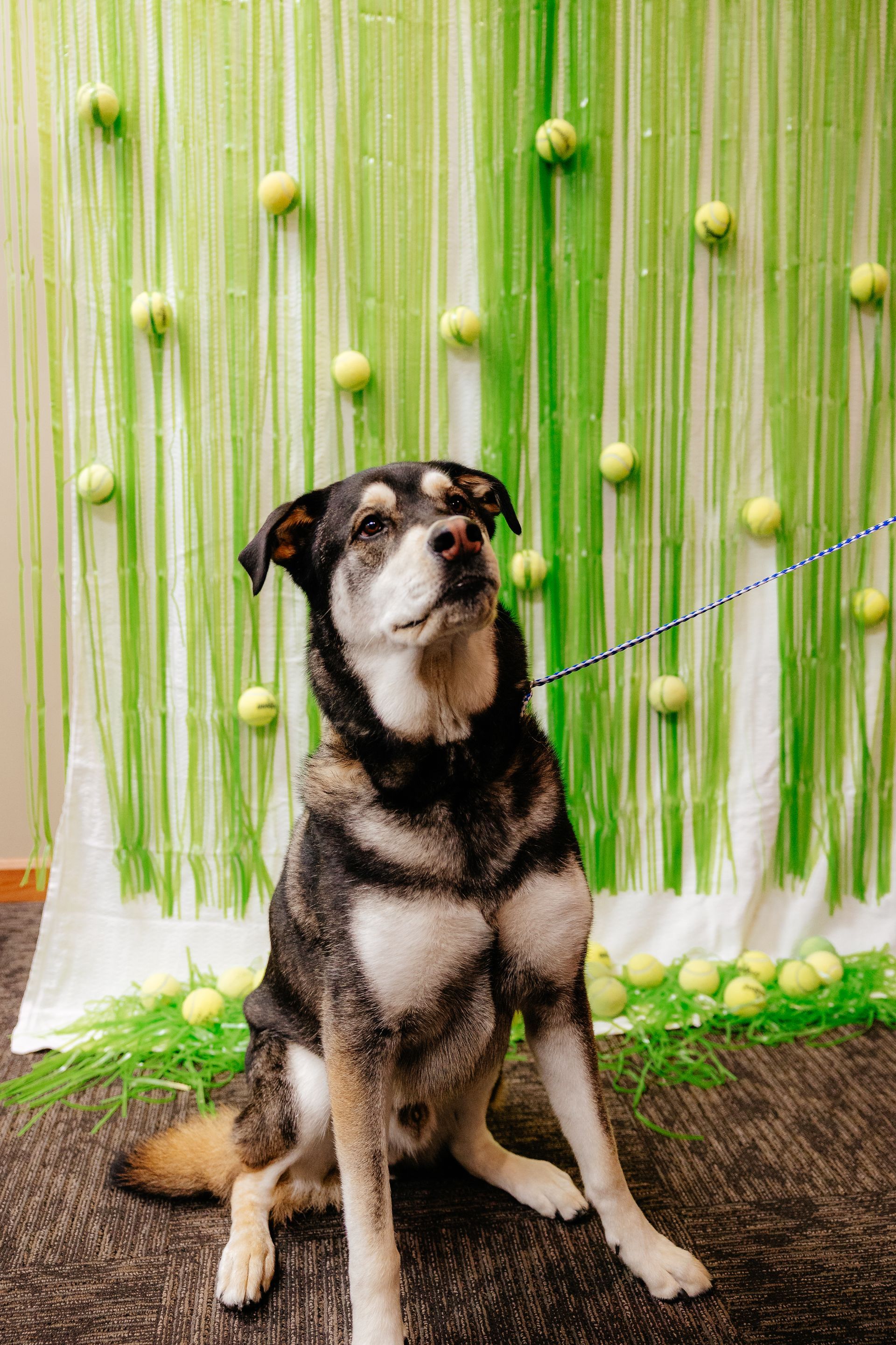 Dog sits on the floor, looking up, in front of a green backdrop with tennis balls.