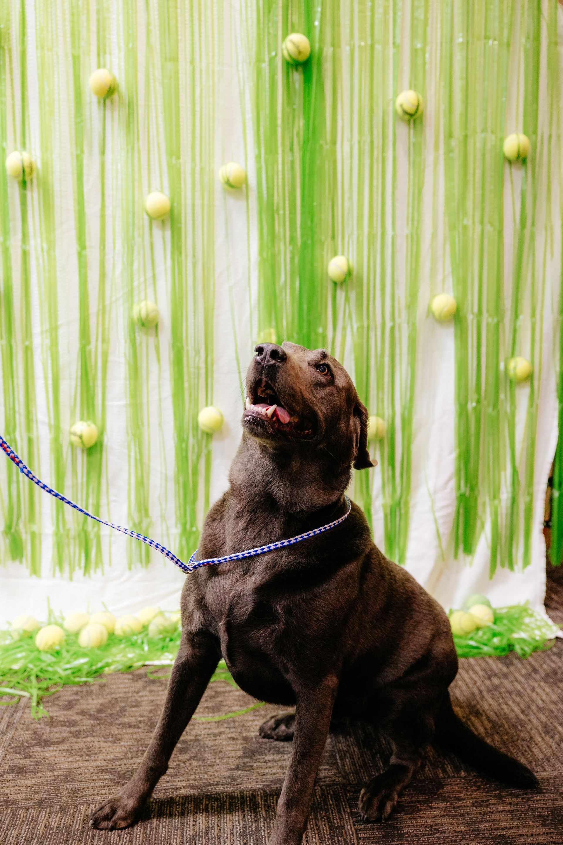 A chocolate lab looks upward with mouth open, on a leash, against a backdrop of green and yellow tennis balls.