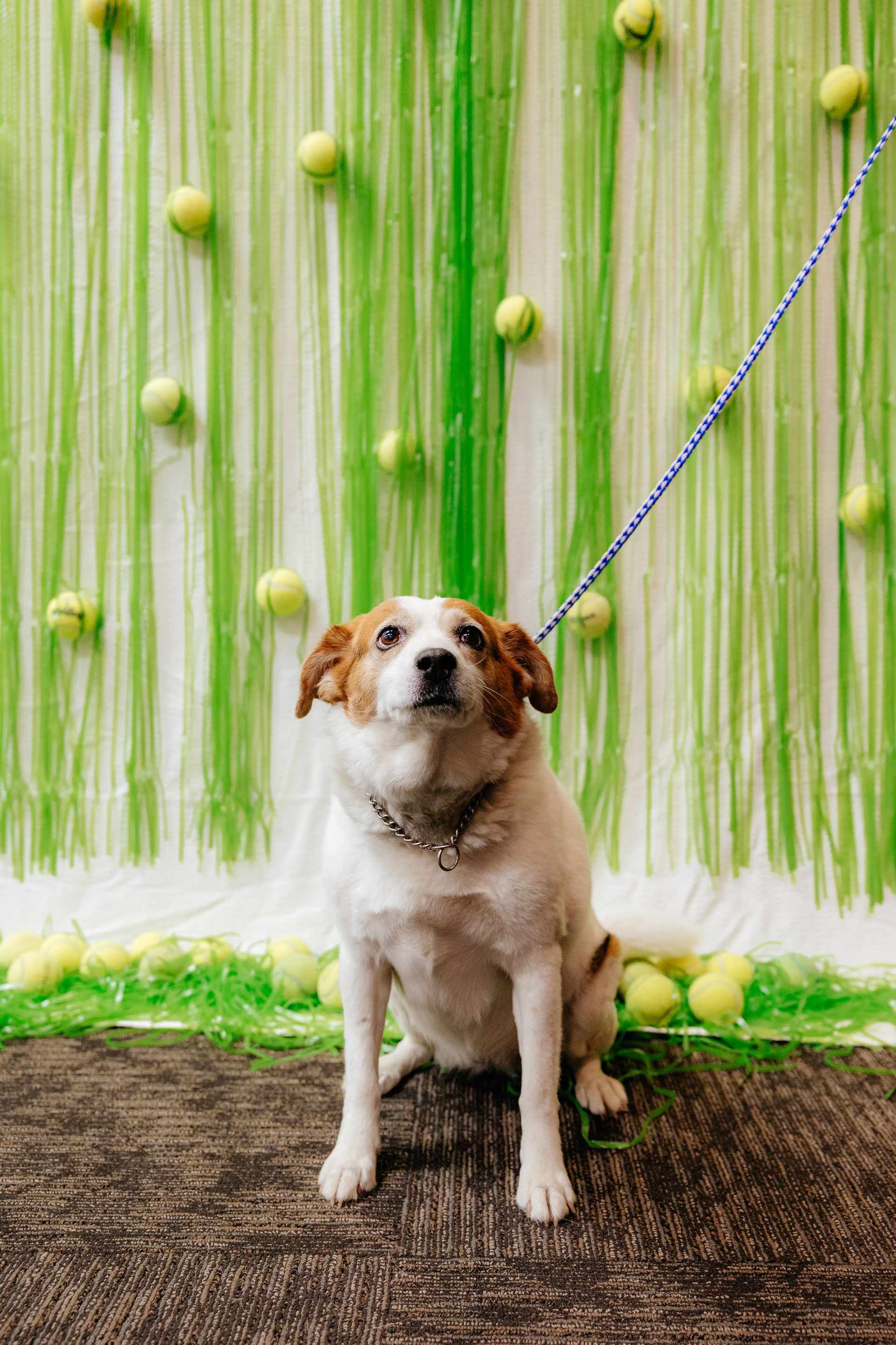A medium-sized dog with a white and brown coat sits on a patterned floor, looking upwards. A backdrop of green streamers and tennis balls is behind the dog.