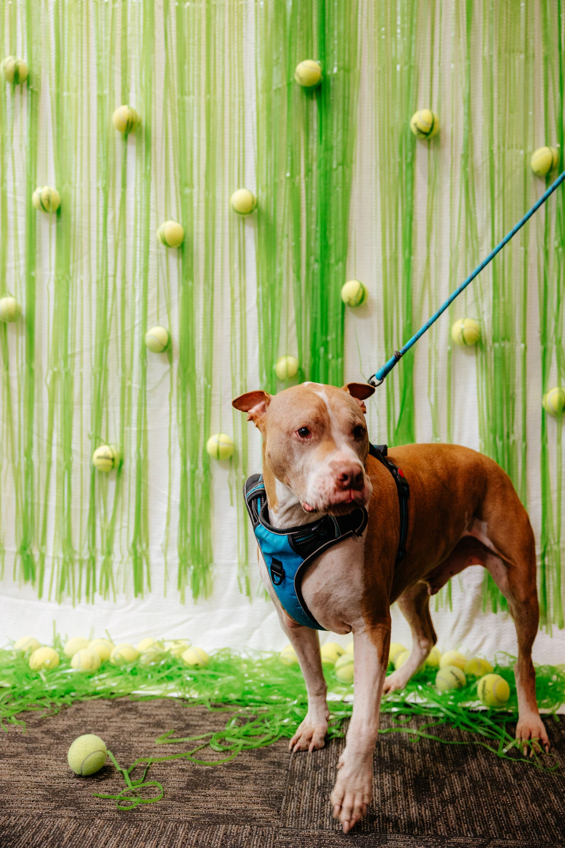 A tan and white dog wearing a blue harness on a leash stands in front of a green backdrop with tennis balls.