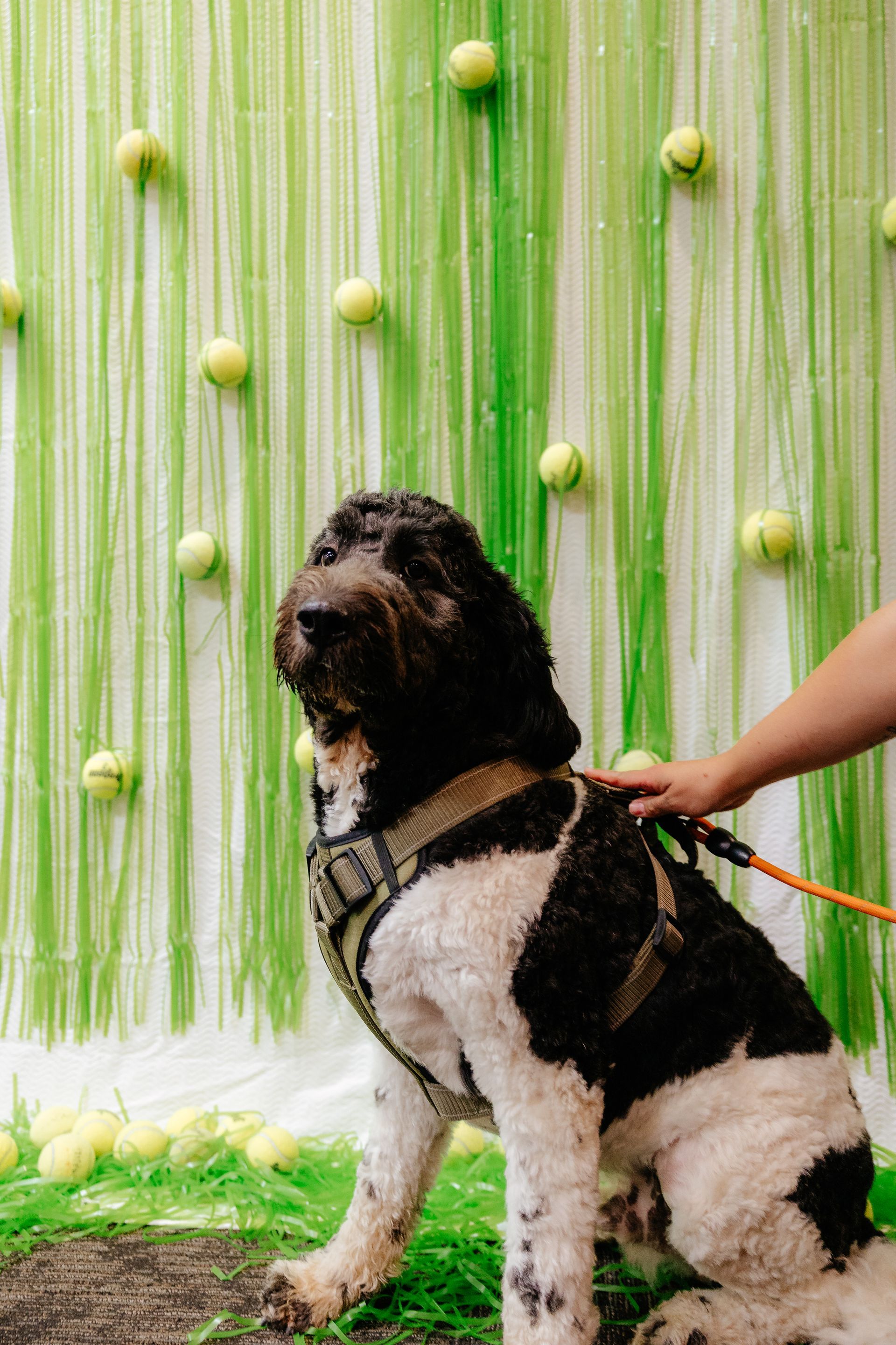 Dog with black and white fur sits in front of a green backdrop with tennis balls attached. A person pets the dog.