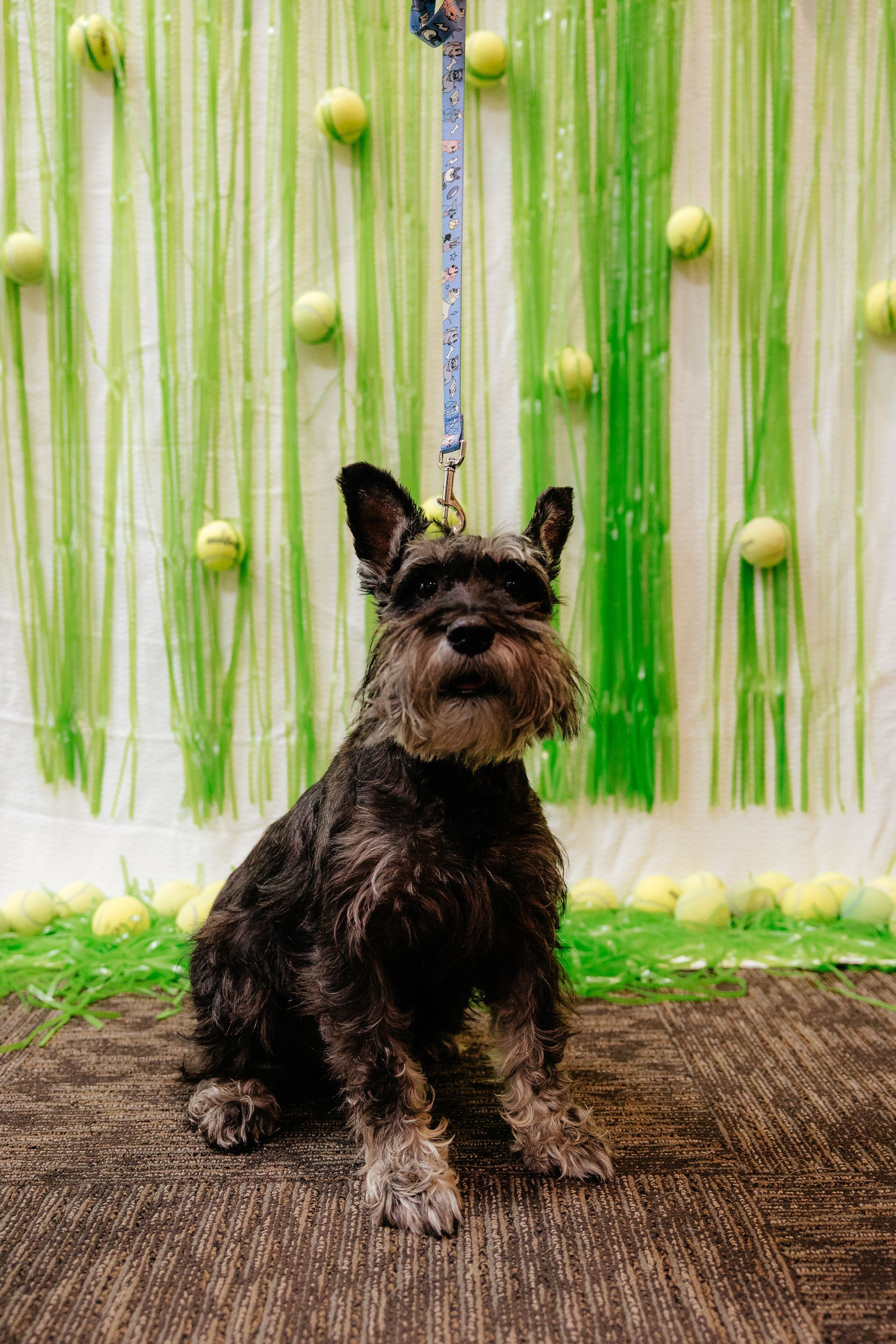A black Schnauzer sits on a brown carpet, facing the camera with a leash attached, in front of a green streamer and tennis ball backdrop.