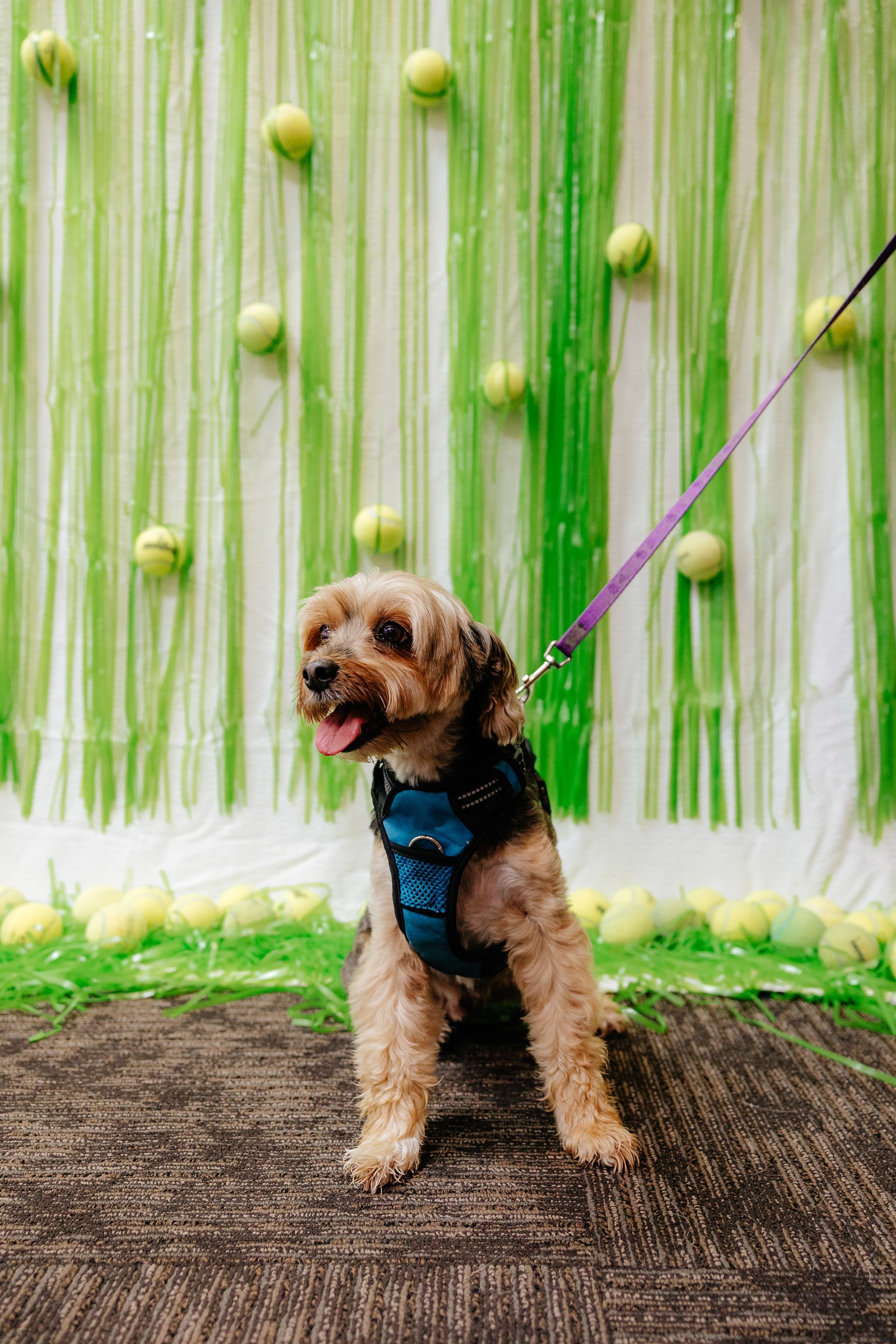 A small, brown dog with a blue harness sits in front of a green backdrop decorated with tennis balls, on a dark floor.