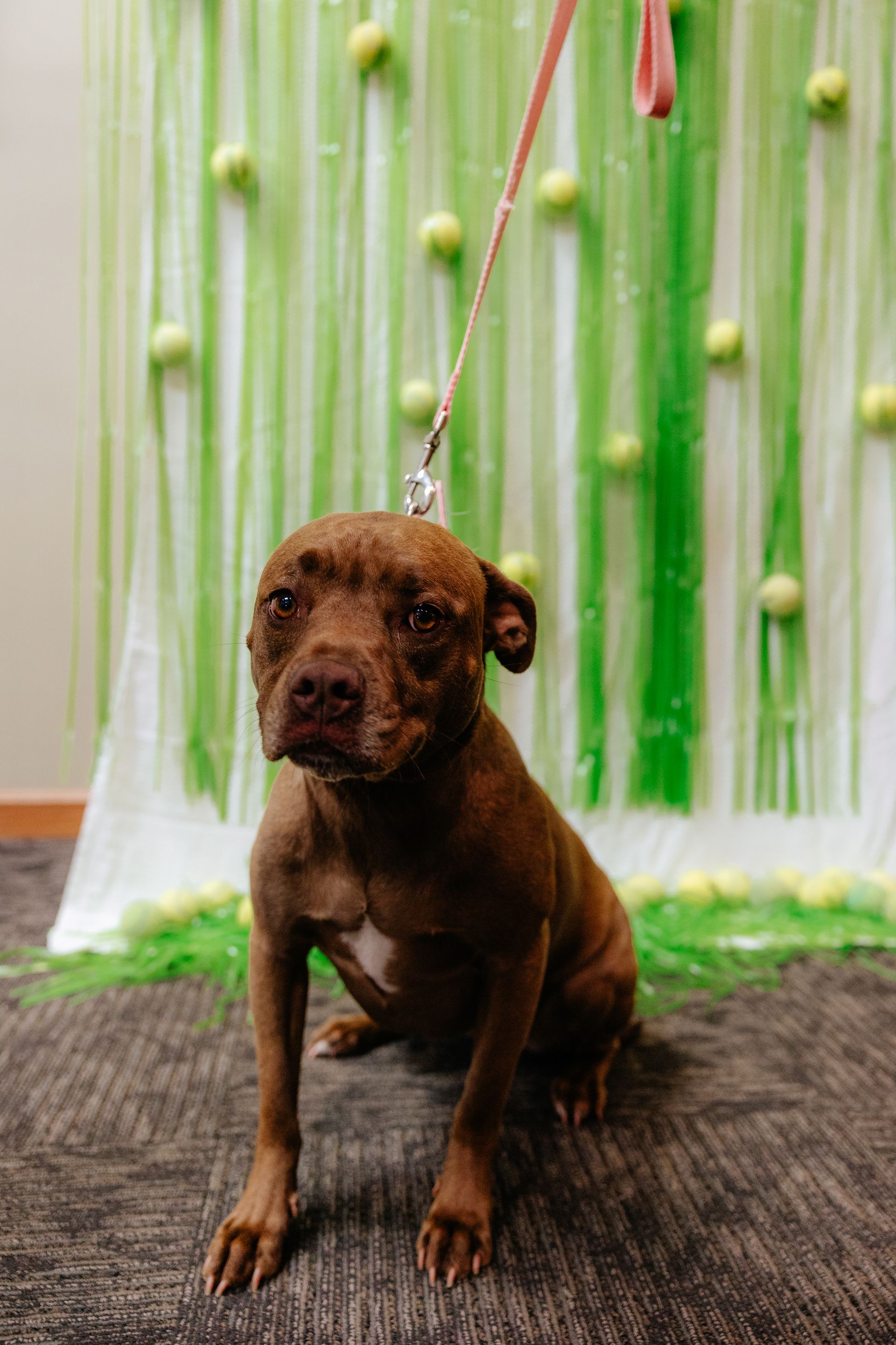 A brown pit bull sits patiently, held on a pink leash against a green and white backdrop with tennis balls.