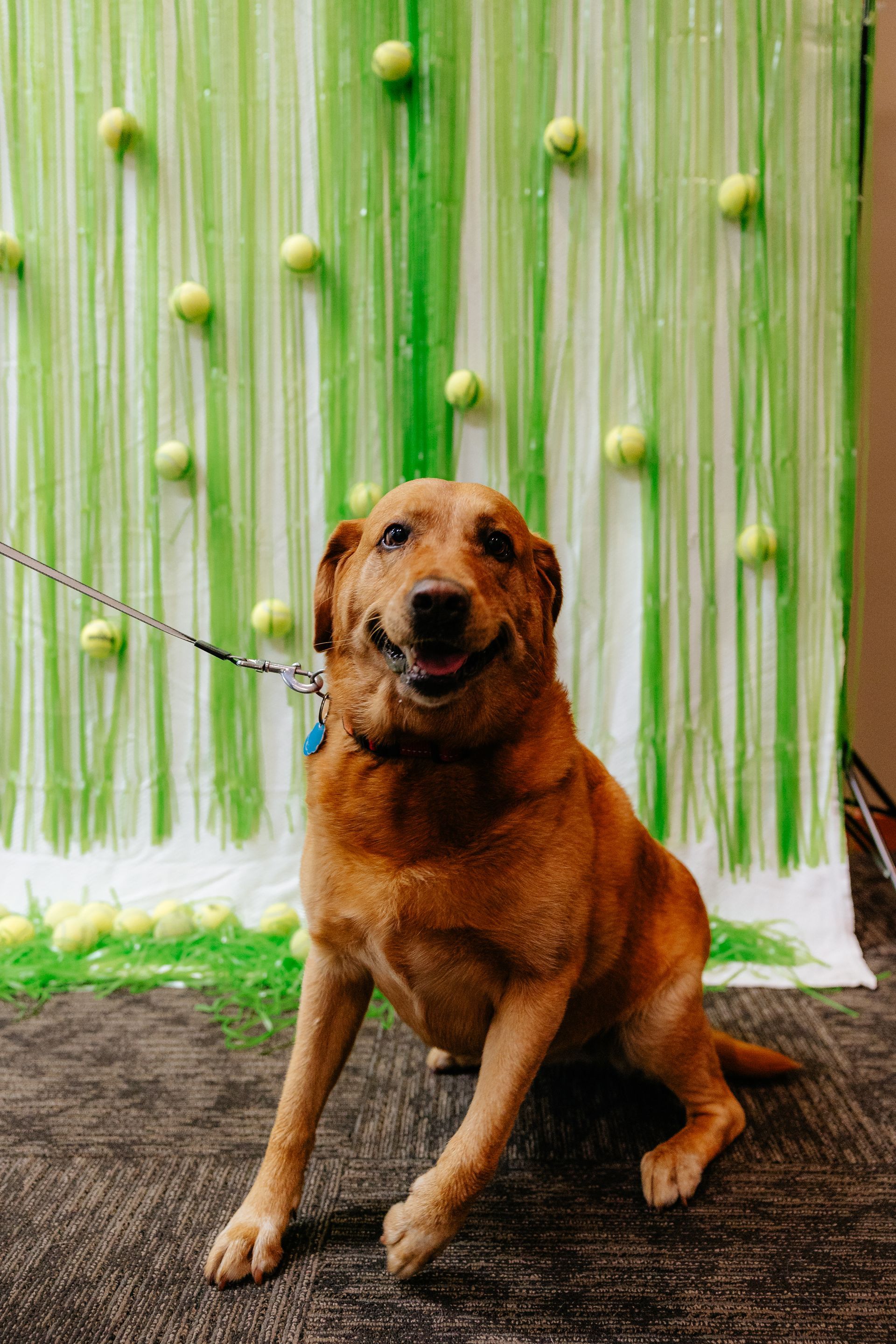 Golden dog sitting with a happy expression in front of a green backdrop decorated with tennis balls.
