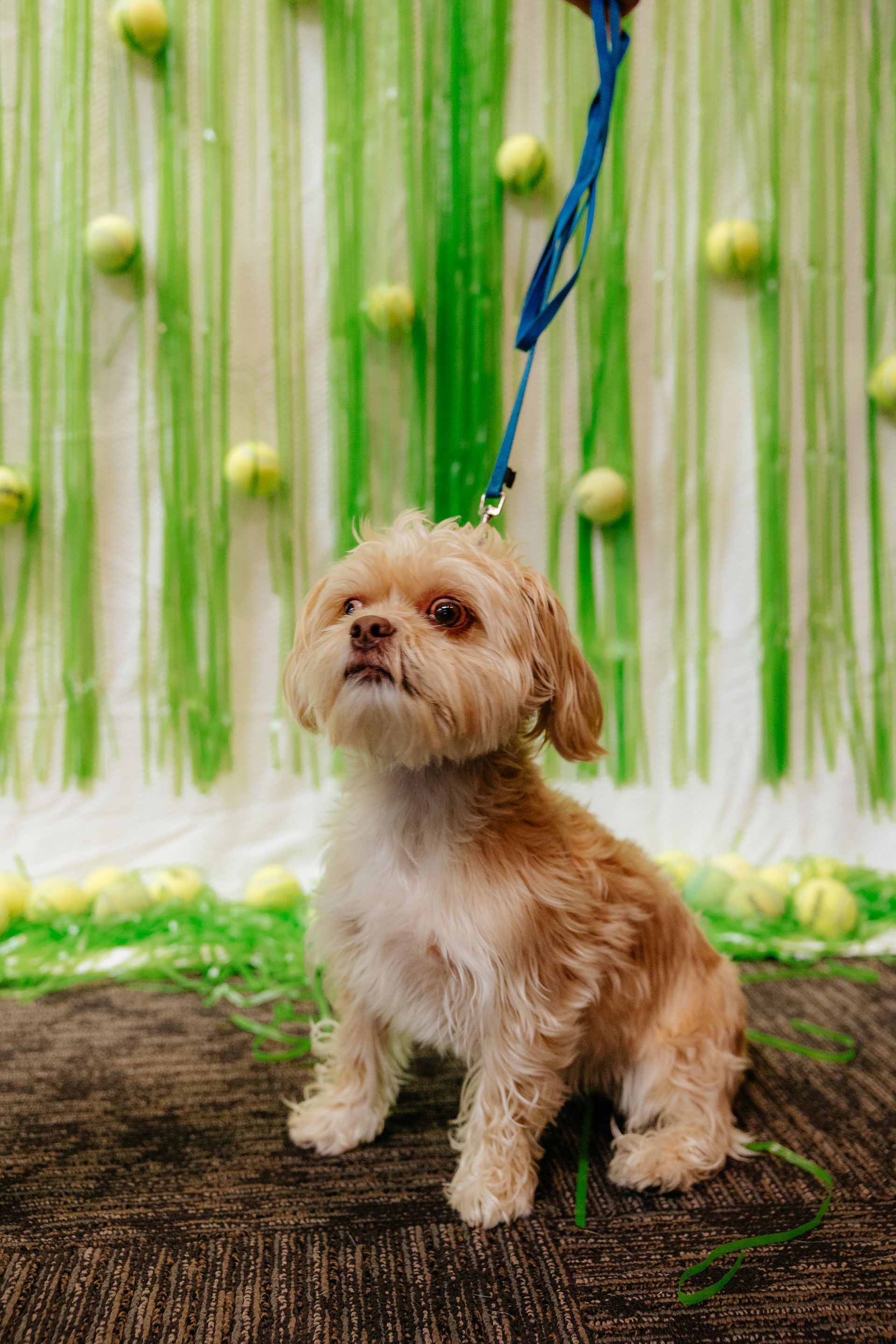 Small tan and white dog on a leash looking up. It is sitting in front of a green and white striped backdrop with tennis balls.