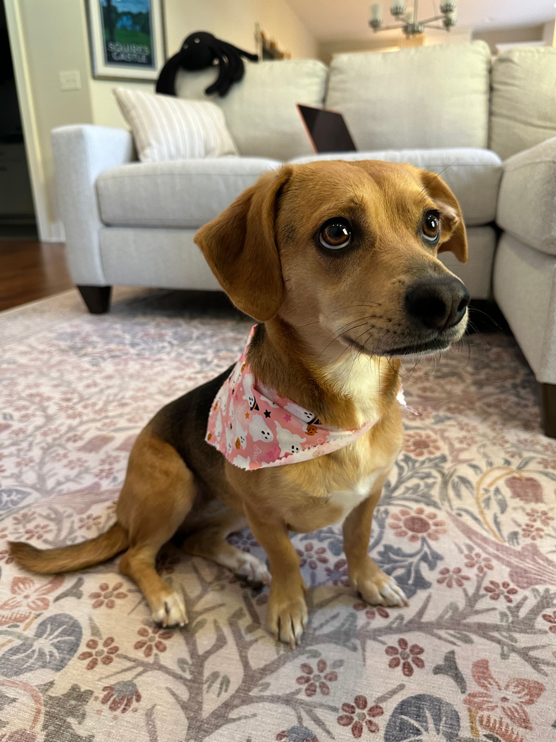 A small tan and black dog wearing a pink bandana sits on a patterned rug in a living room, looking to the side.