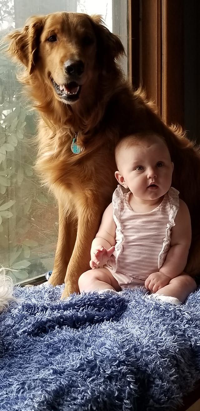 Golden retriever and baby sit side-by-side on a blue fuzzy blanket. Dog gazes out the window, baby looks at the camera.