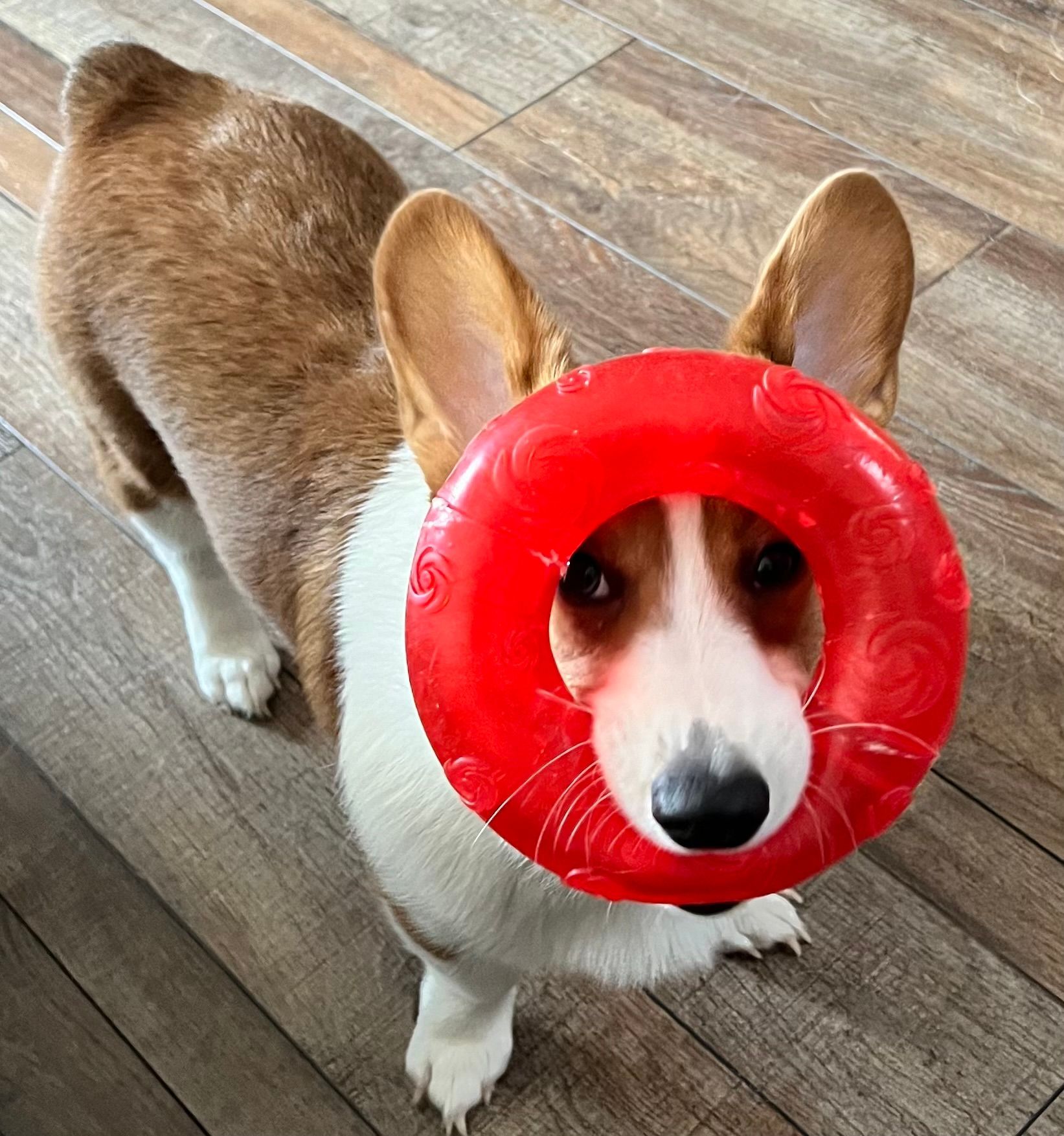 Corgi with red toy ring around its face looking upwards. The dog is white, brown, and tan, on a wood floor.