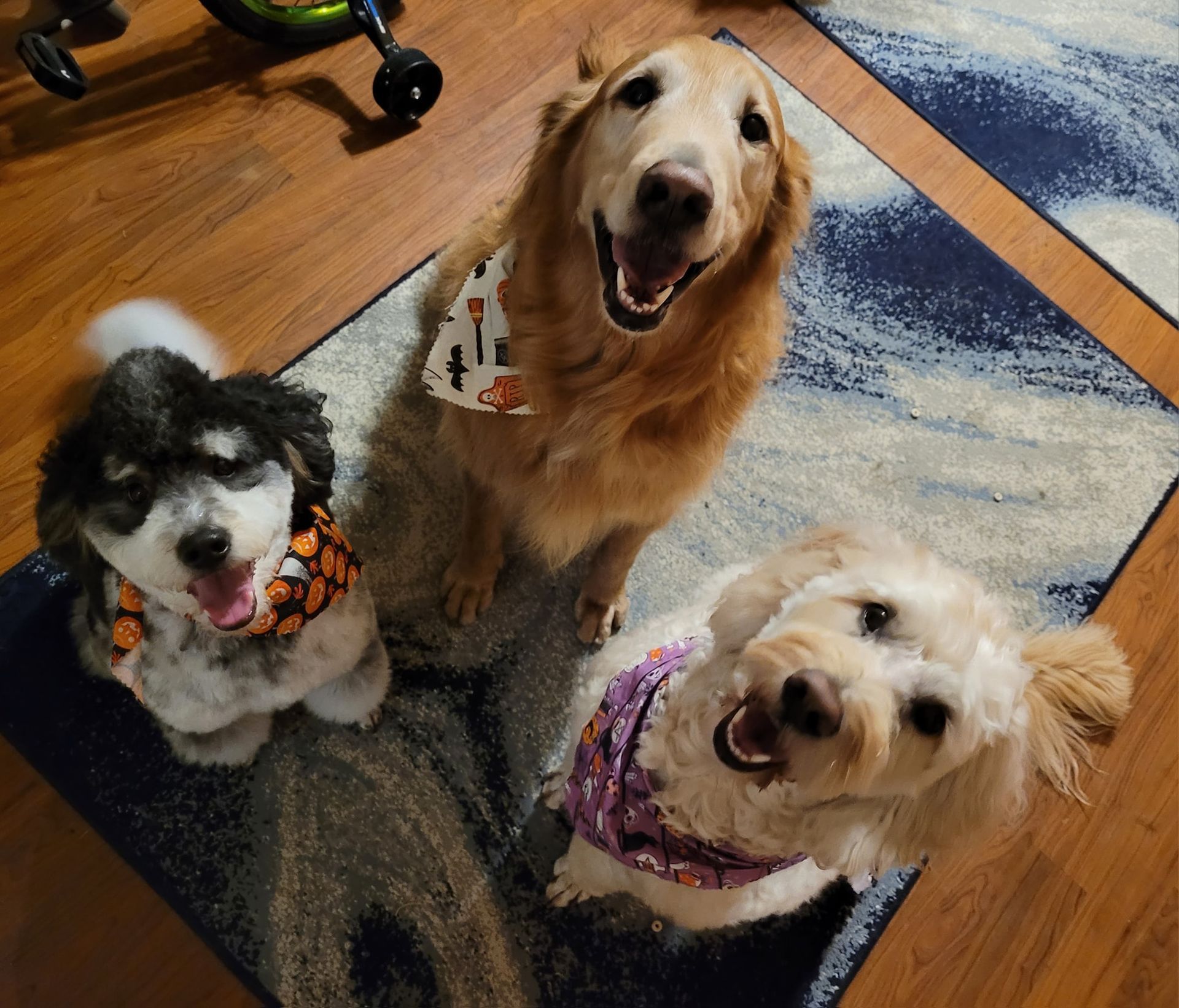 Three smiling dogs: a black and white puppy, a golden retriever, and a cream-colored poodle-mix, wearing Halloween bandanas, sitting on a rug.