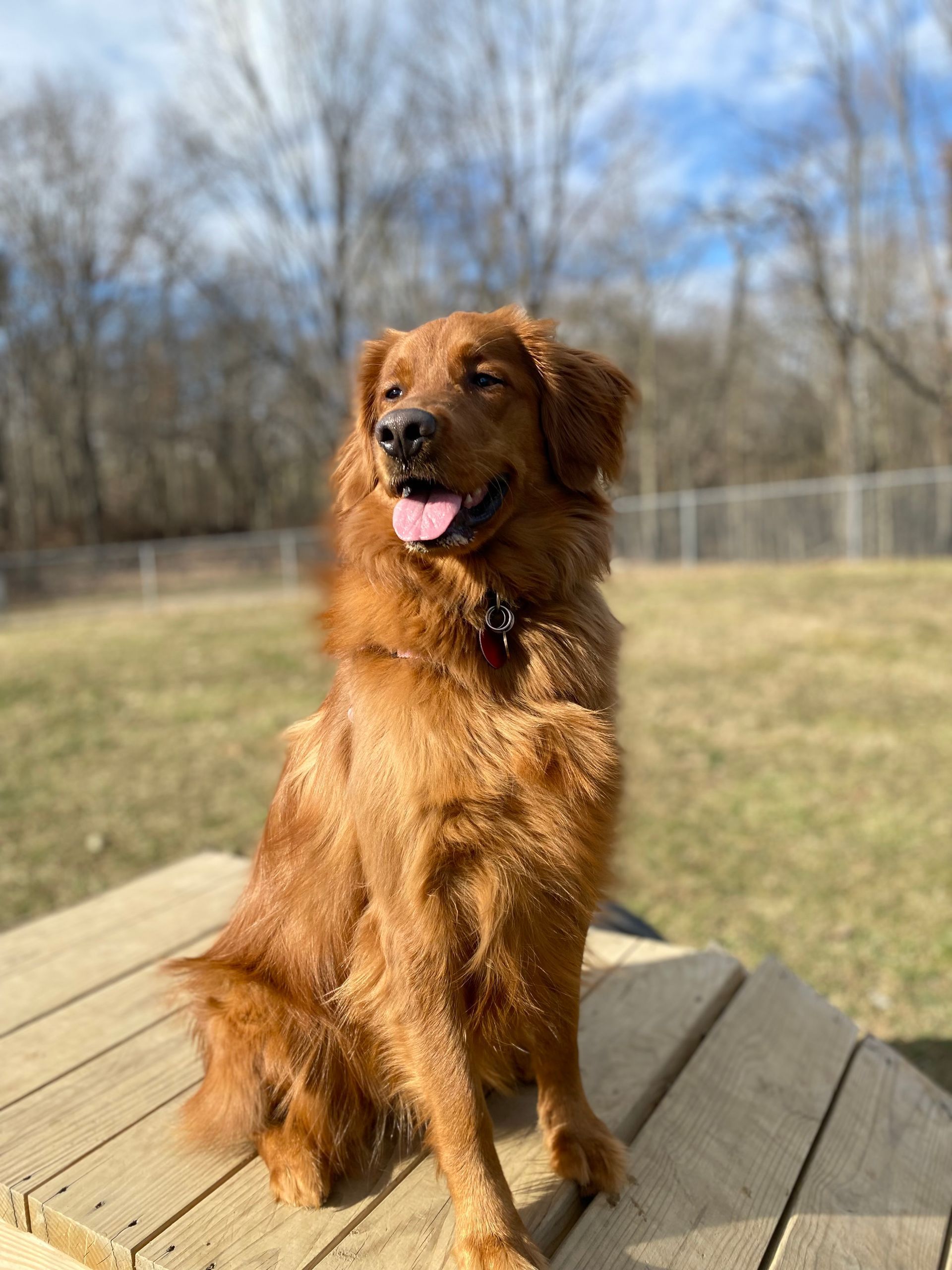 Golden-red dog sitting on a wooden platform outdoors, tongue out, looking happy.