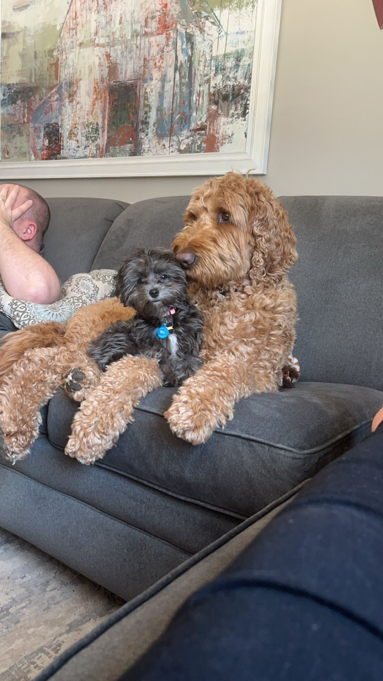 Two dogs, one large and brown, one small and black, cuddle on a gray sofa. A person is partially visible in the background.