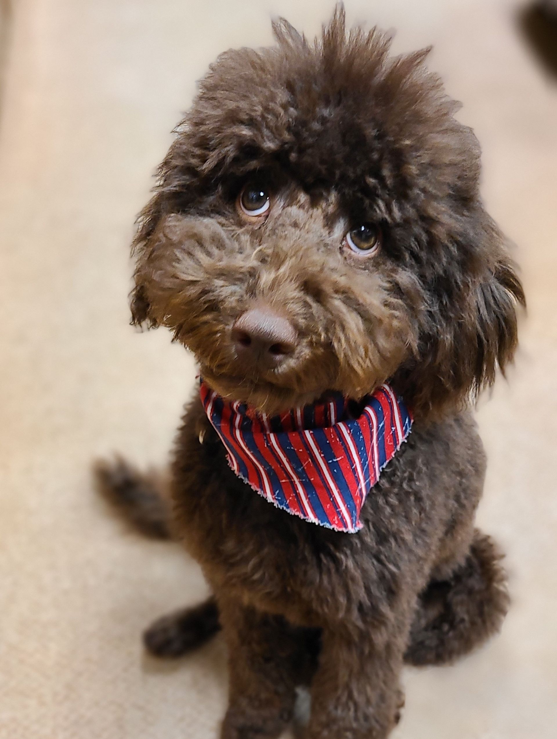 A brown toy poodle wearing a red, white, and blue bandana sits looking up with big eyes.