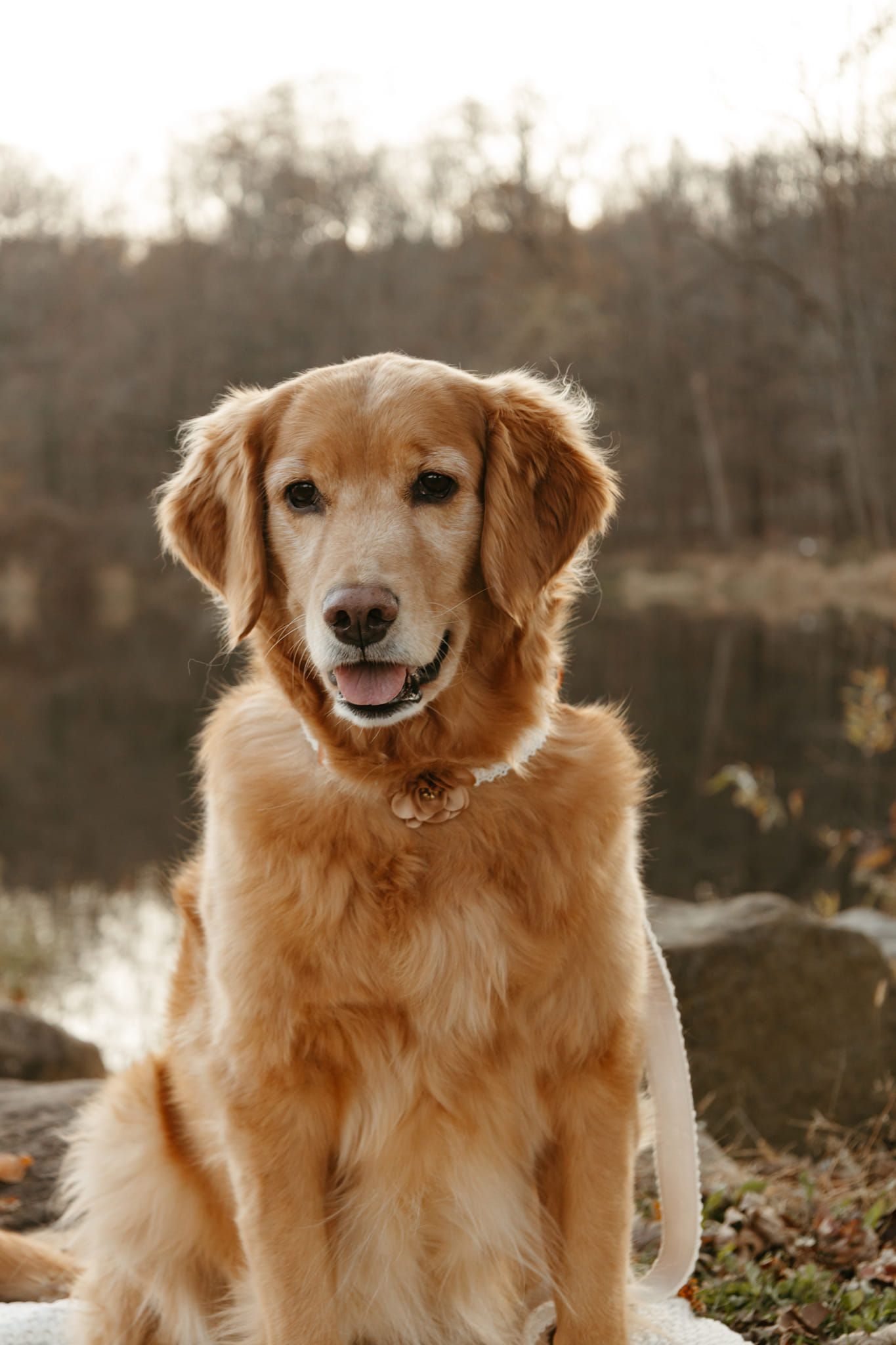 Golden retriever sits outdoors with a serene expression, near water and foliage. Soft lighting illuminates its golden fur.
