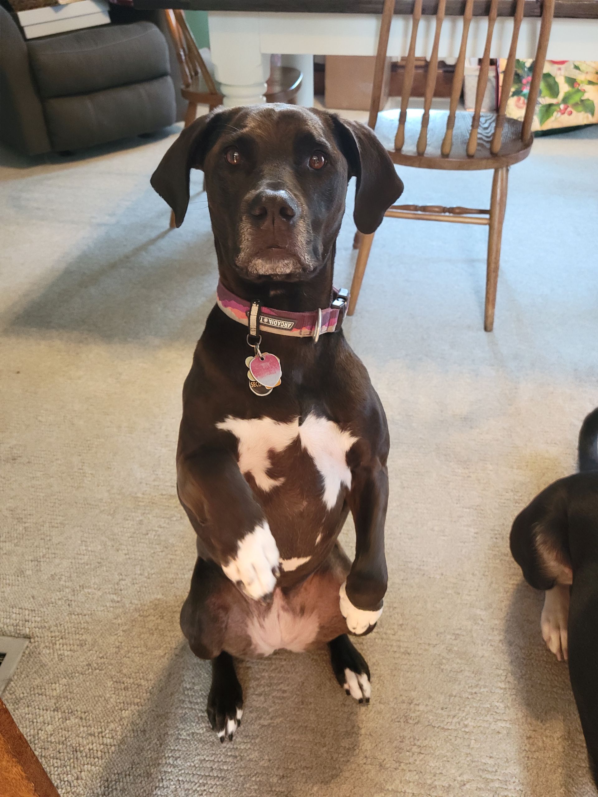 Dark-colored dog sitting upright, paws crossed, with white chest markings, wearing a collar.