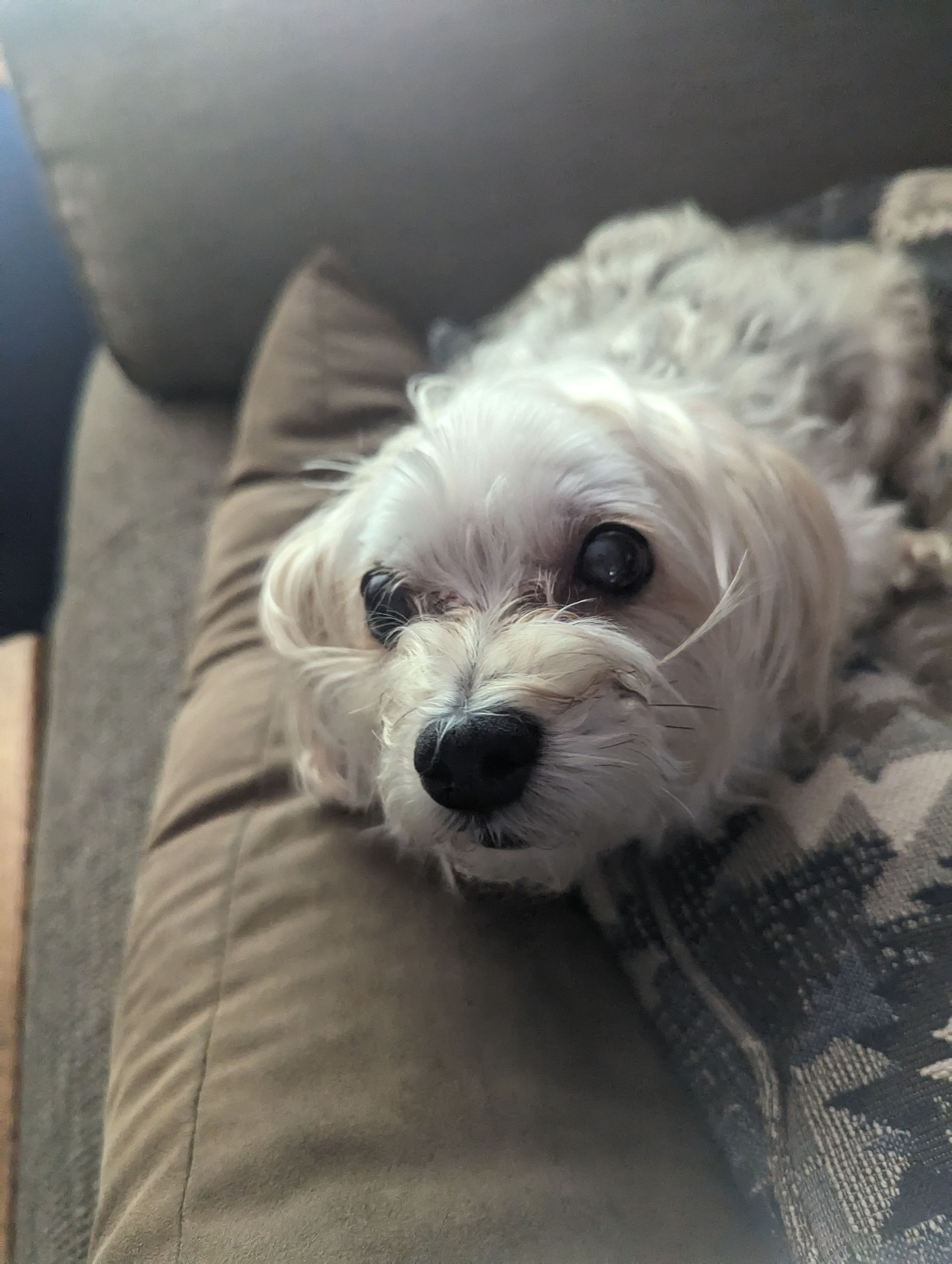 White Maltese-type dog rests on a brown couch, looking at the camera with a gentle expression.