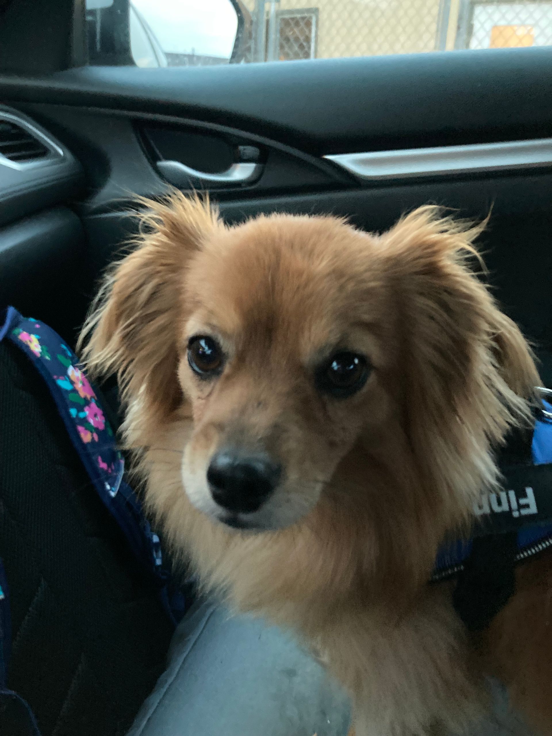 Small, tan dog with floppy ears looking at the camera, sitting in a car. Wearing a blue harness.