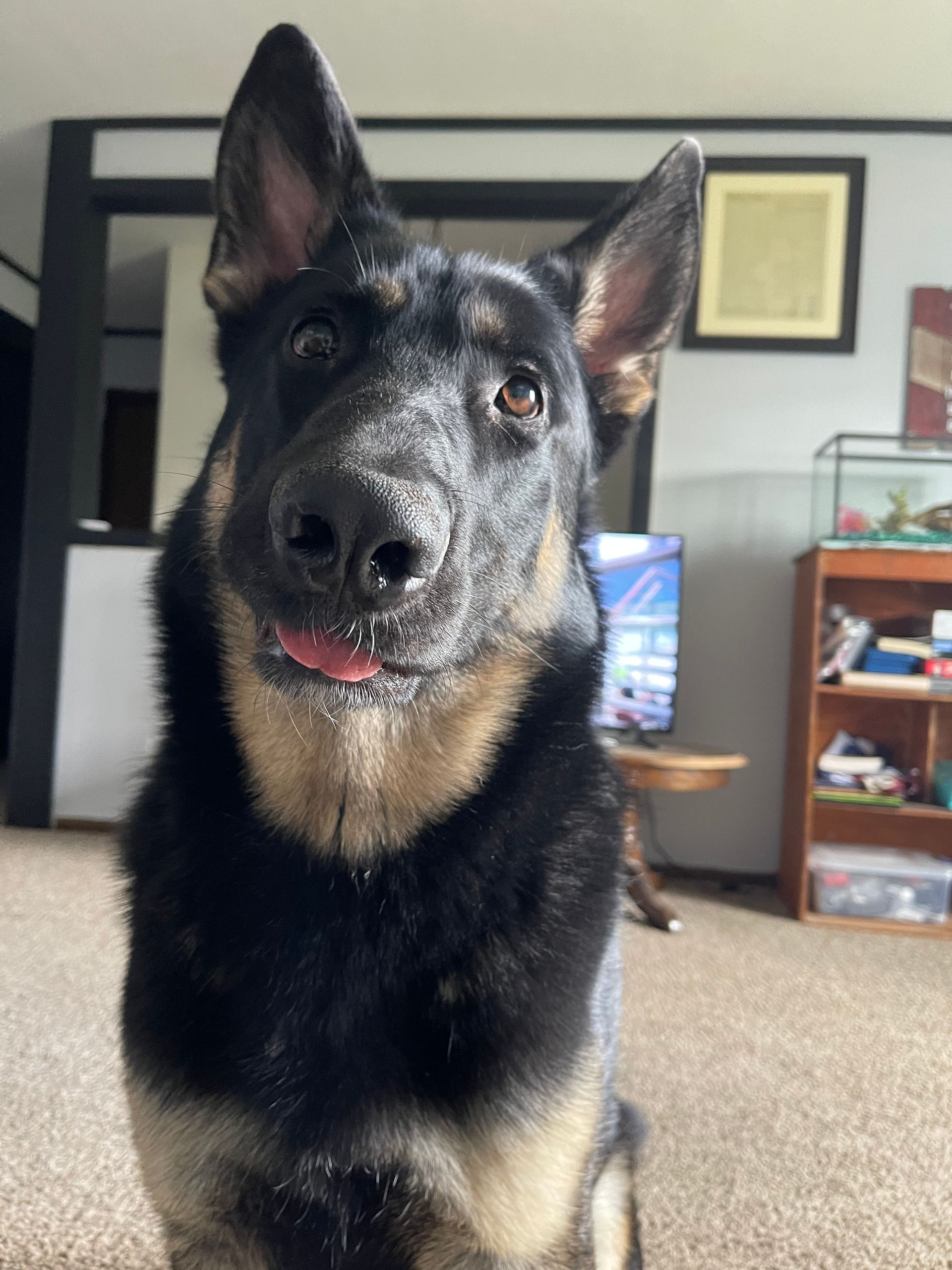 Black and tan German Shepherd with tongue slightly out, looking directly at the camera. Indoors, in a living room setting.
