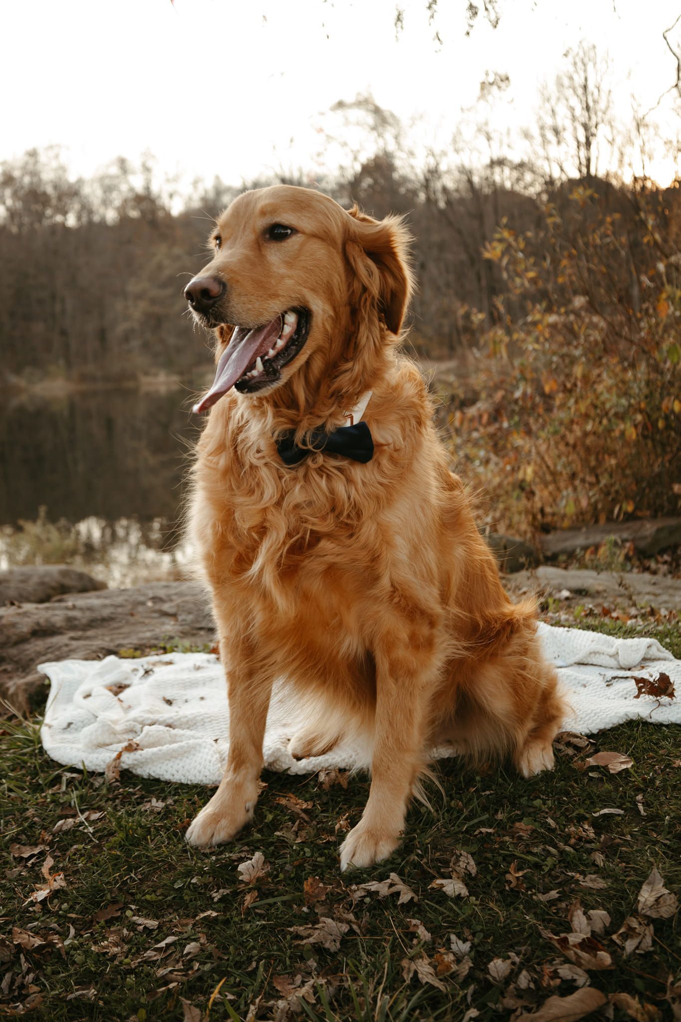 Golden retriever wearing a bow tie, sitting on a white blanket near a lake, outdoors. The dog has its tongue out and appears happy.