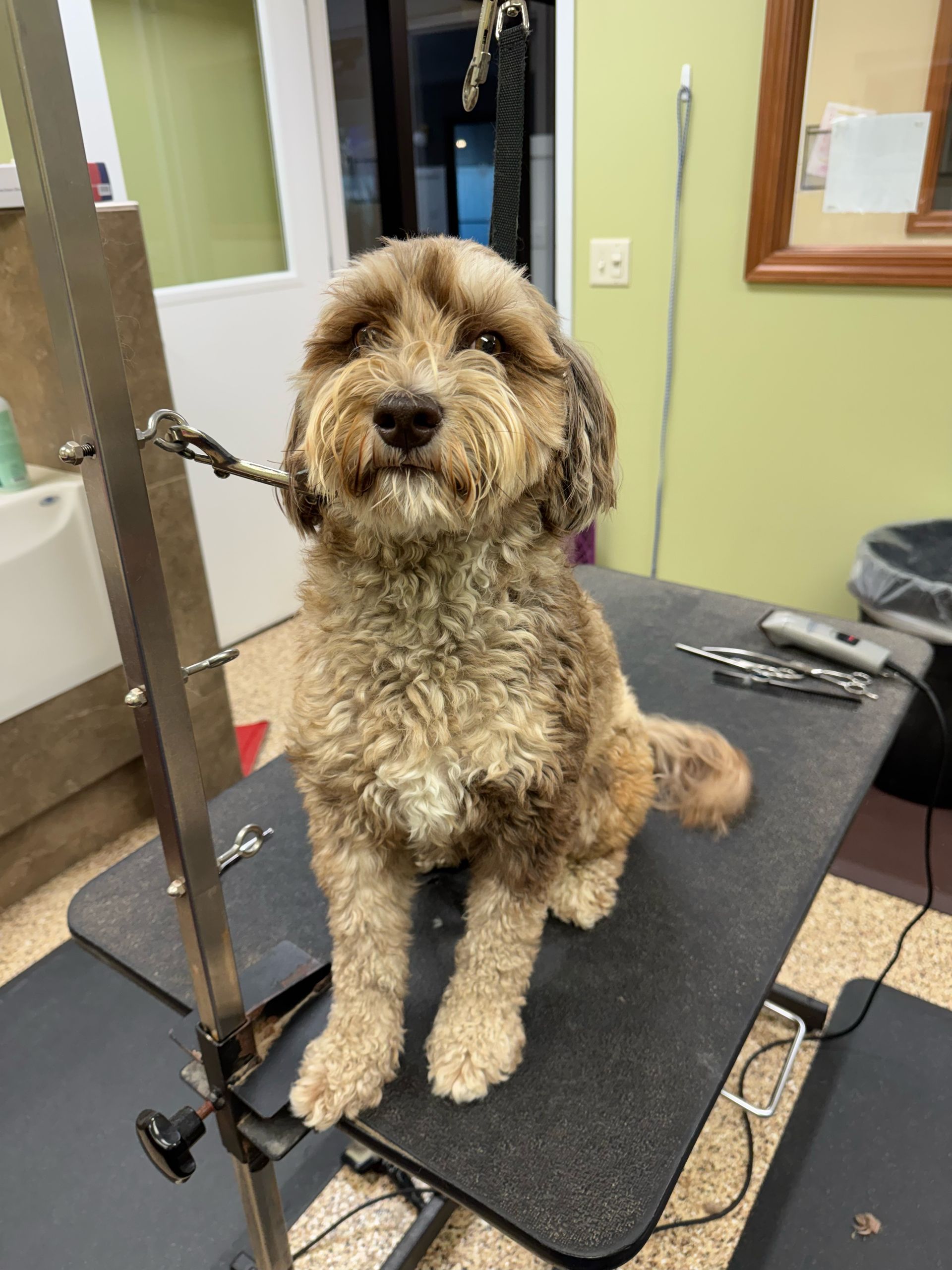 Dog with brown curly fur sits on grooming table, smiling.